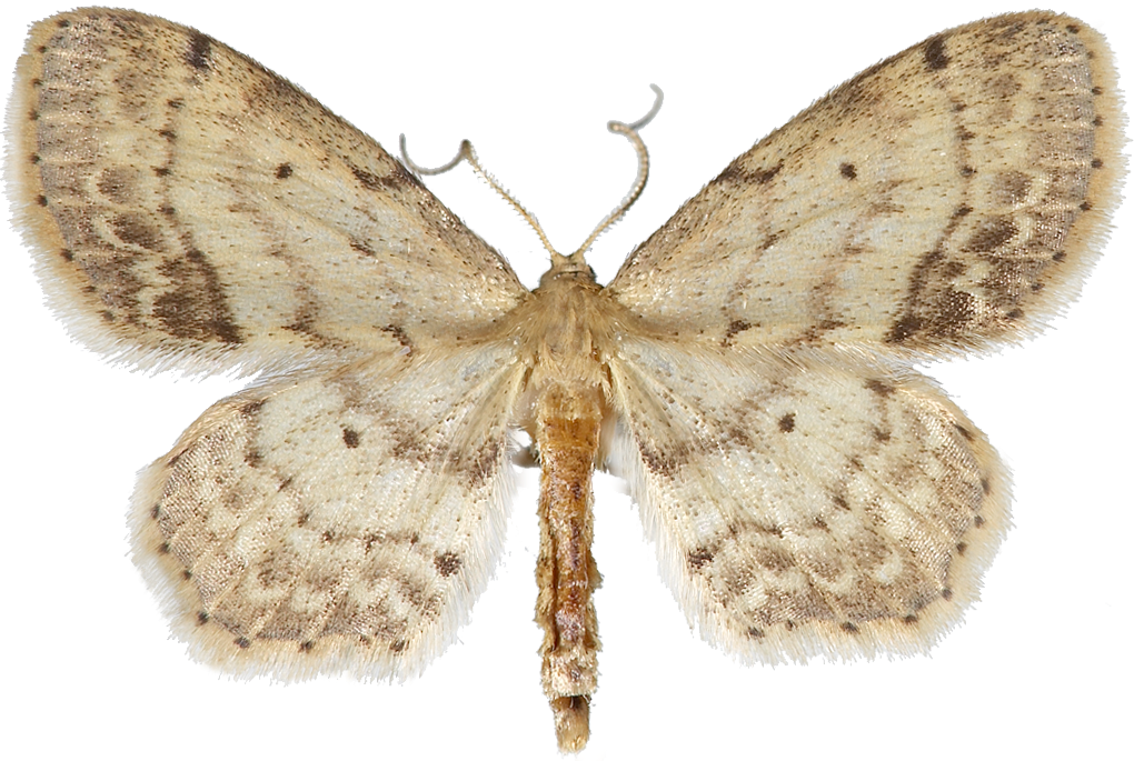 : Idaea dimidiata.