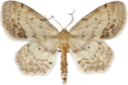 : Idaea dimidiata.