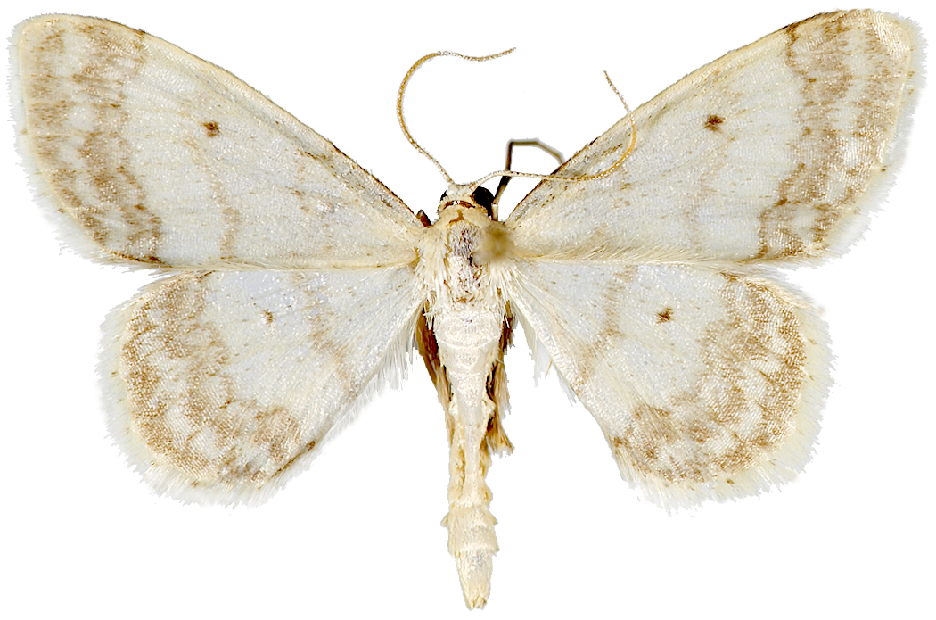 : Idaea biselata.