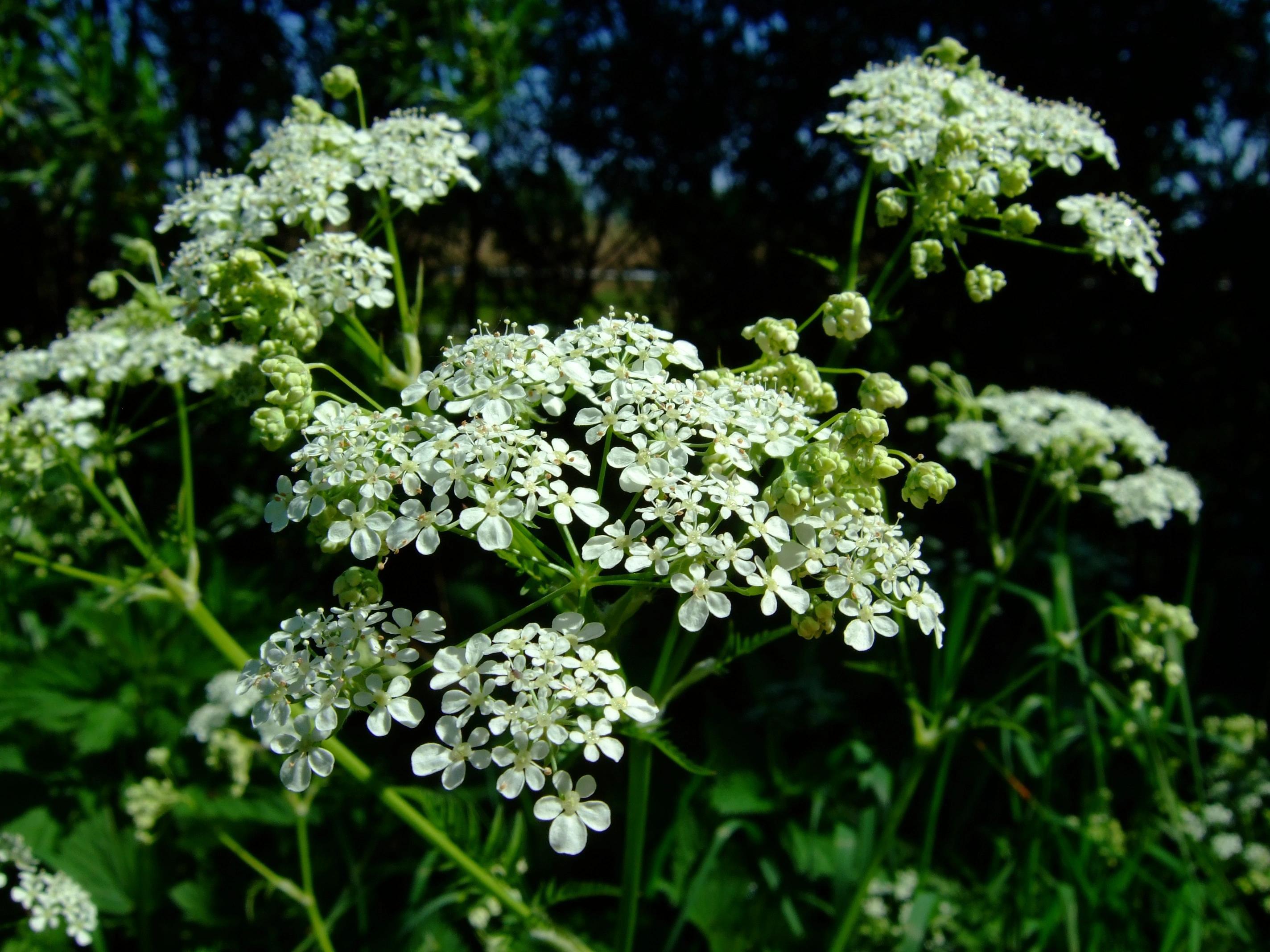 : Anthriscus sylvestris.