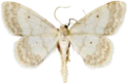 : Idaea biselata.