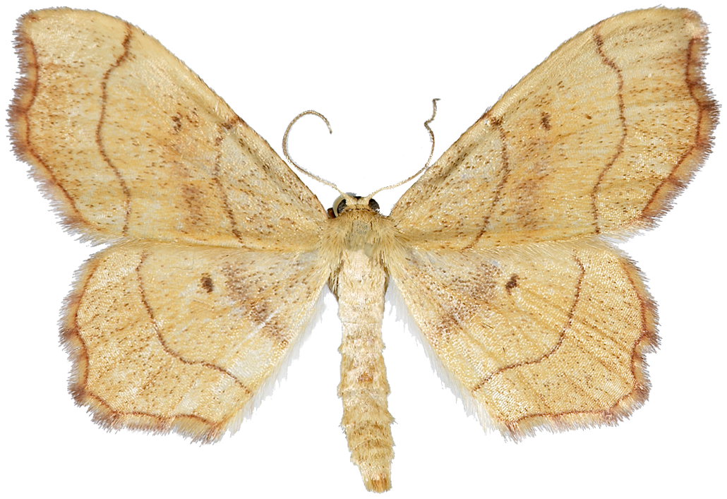 : Idaea emarginata.