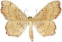 : Idaea emarginata.