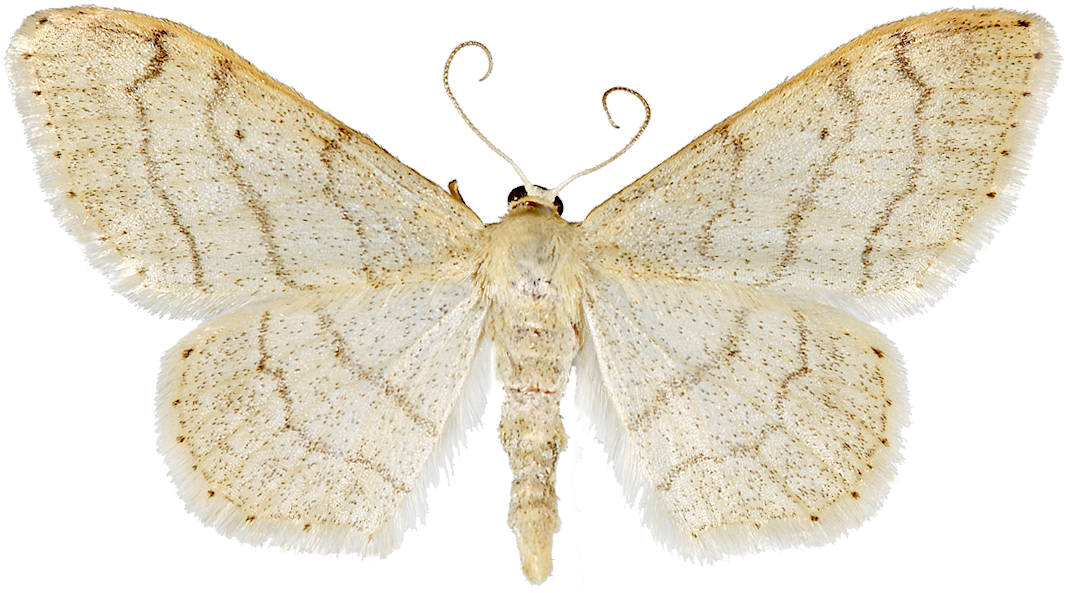 : Idaea aversata.