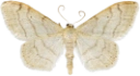 : Idaea aversata.