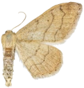 : Idaea aversata.