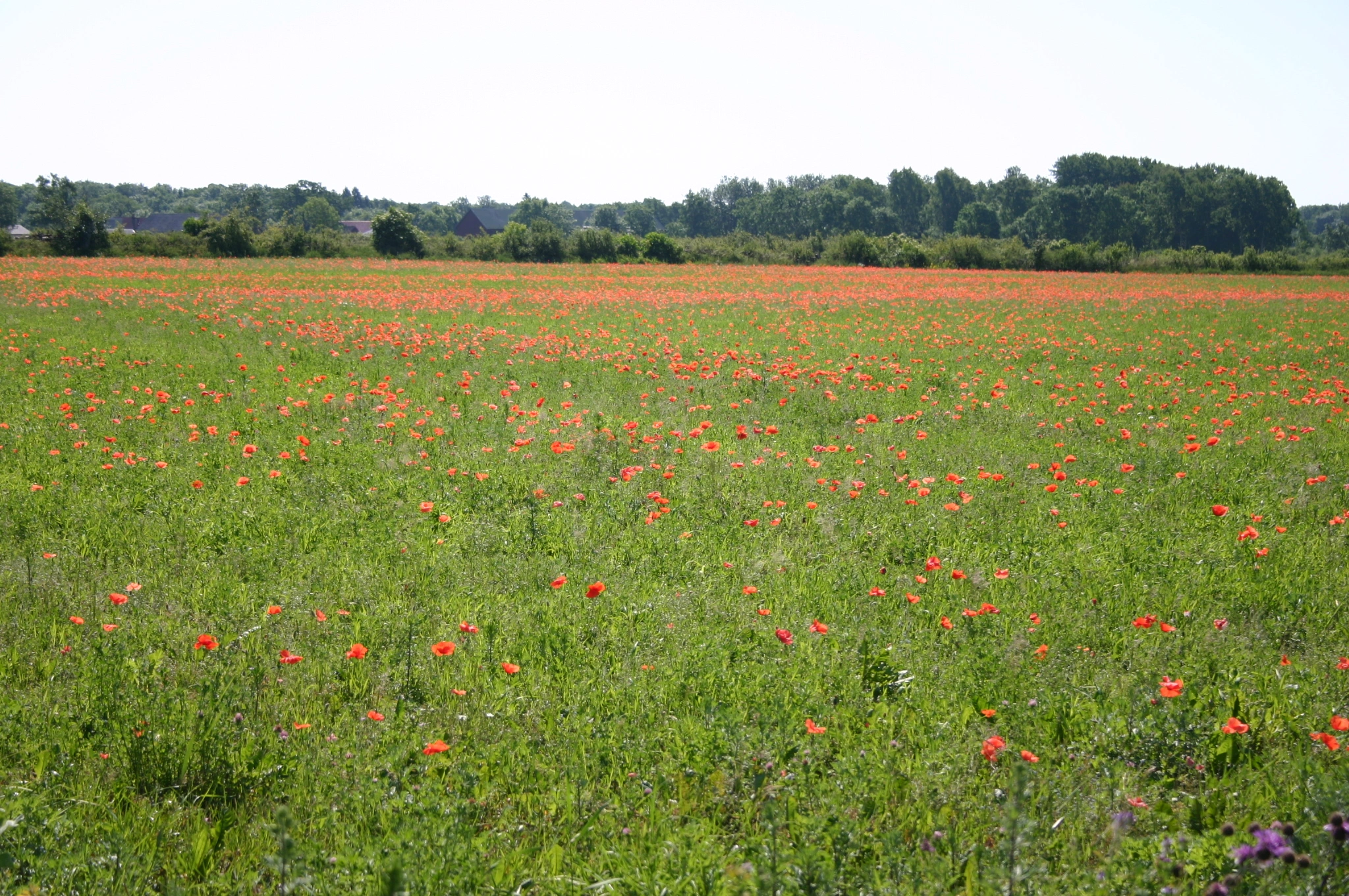 : Papaver rhoeas.