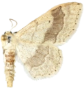 : Idaea aversata.