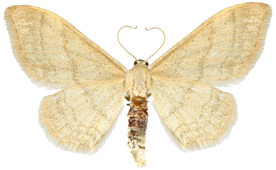 : Idaea straminata.