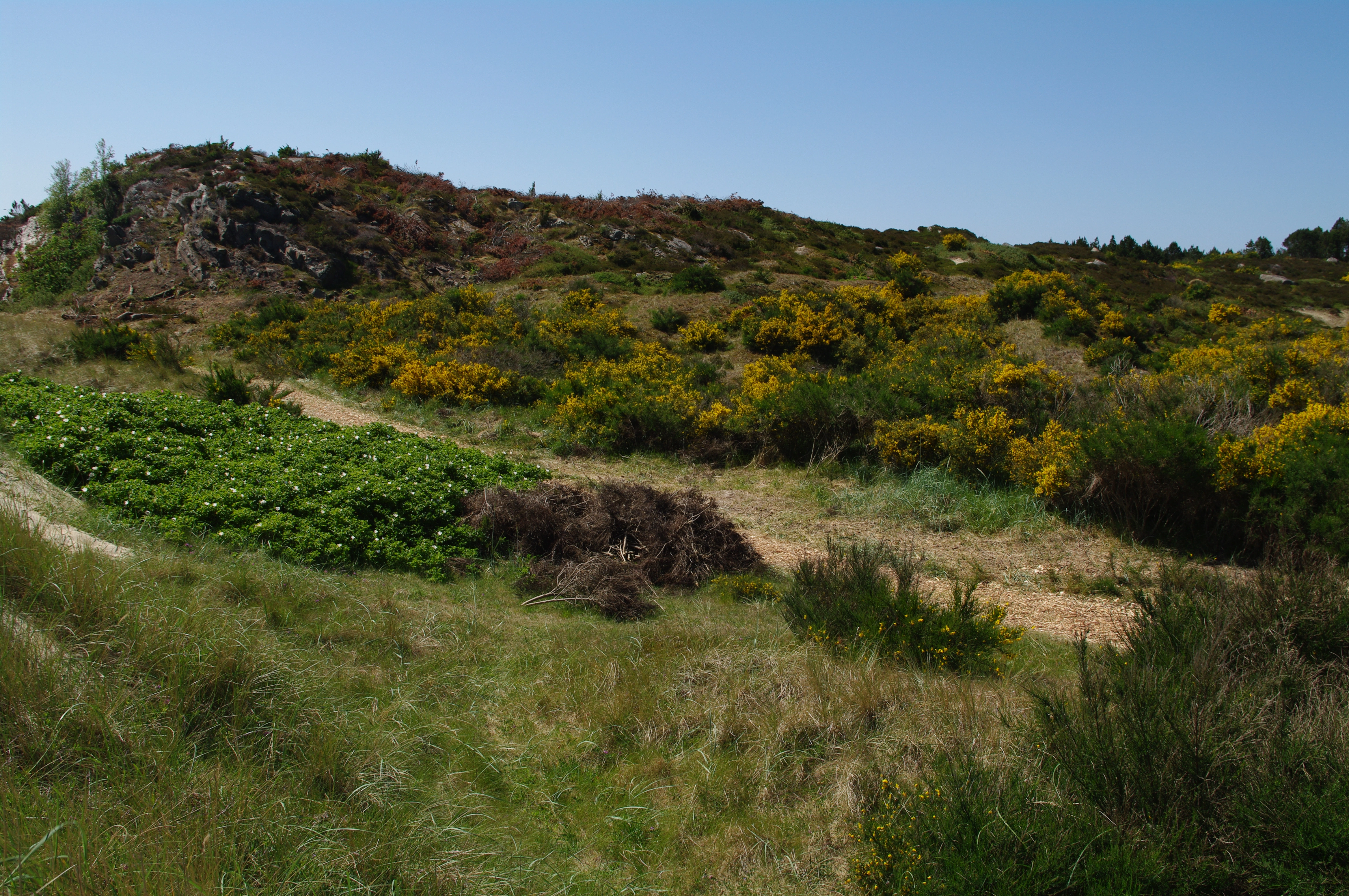 : Cytisus scoparius.