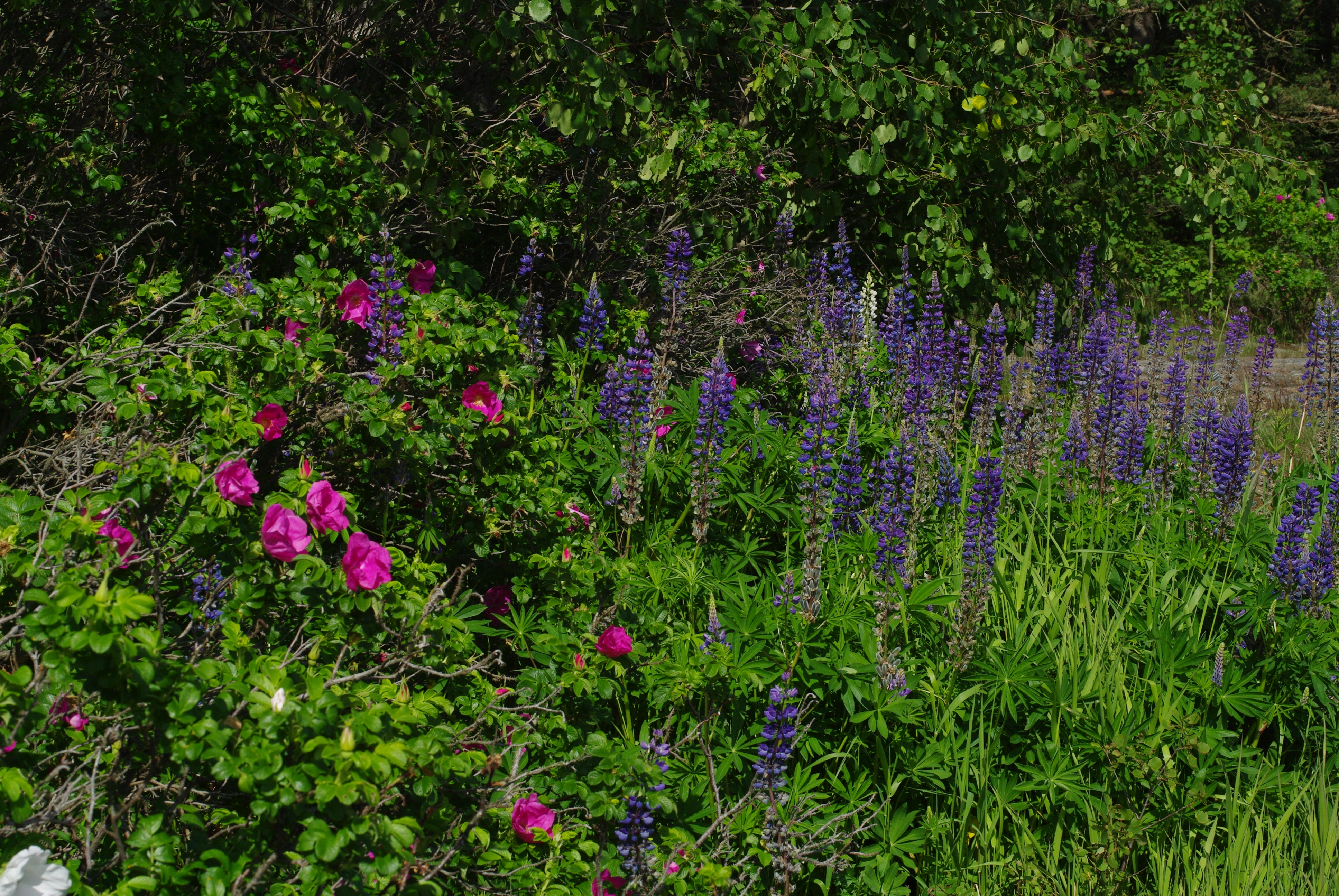 : Lupinus polyphyllus.