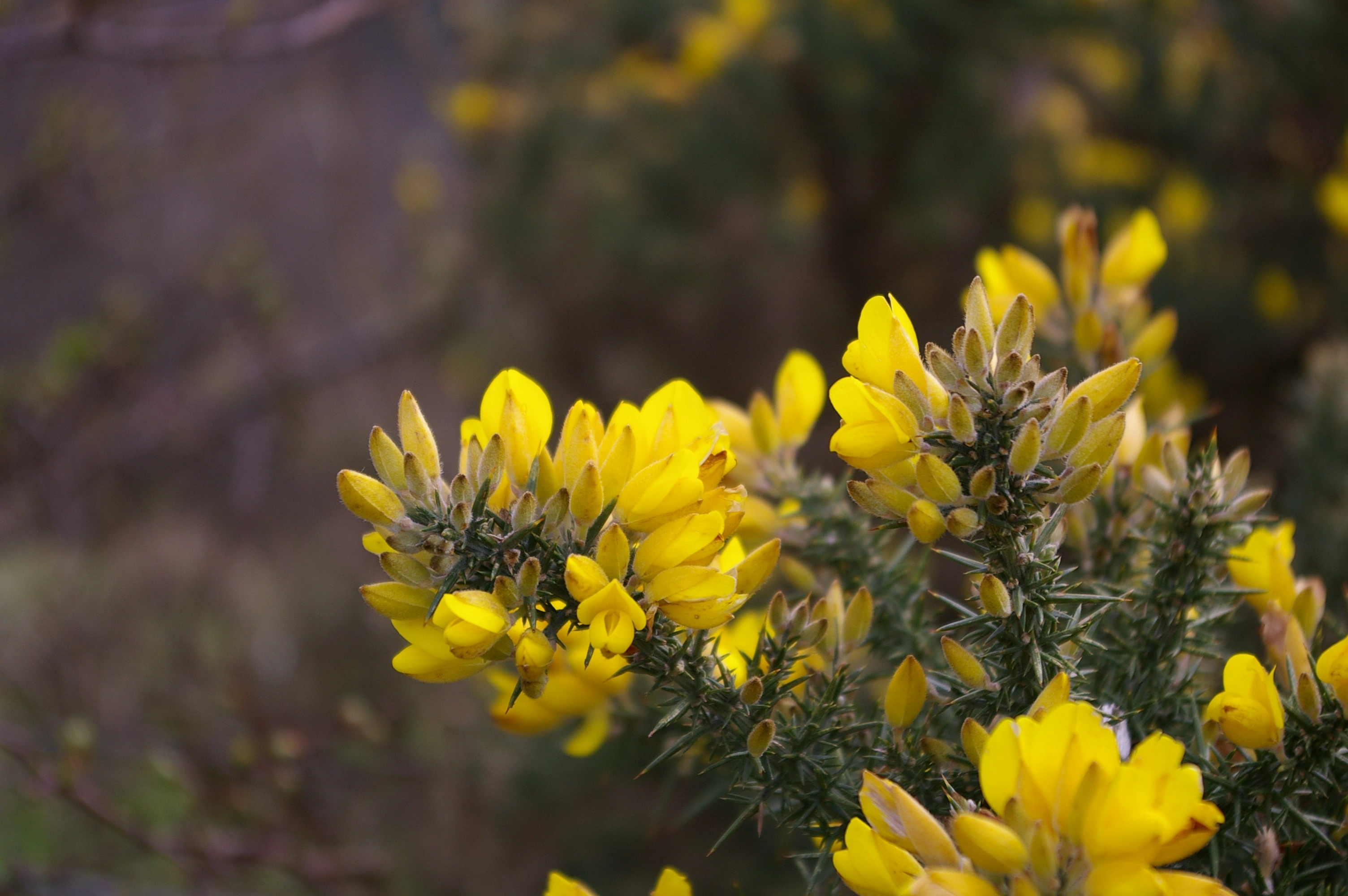 : Ulex europaeus.