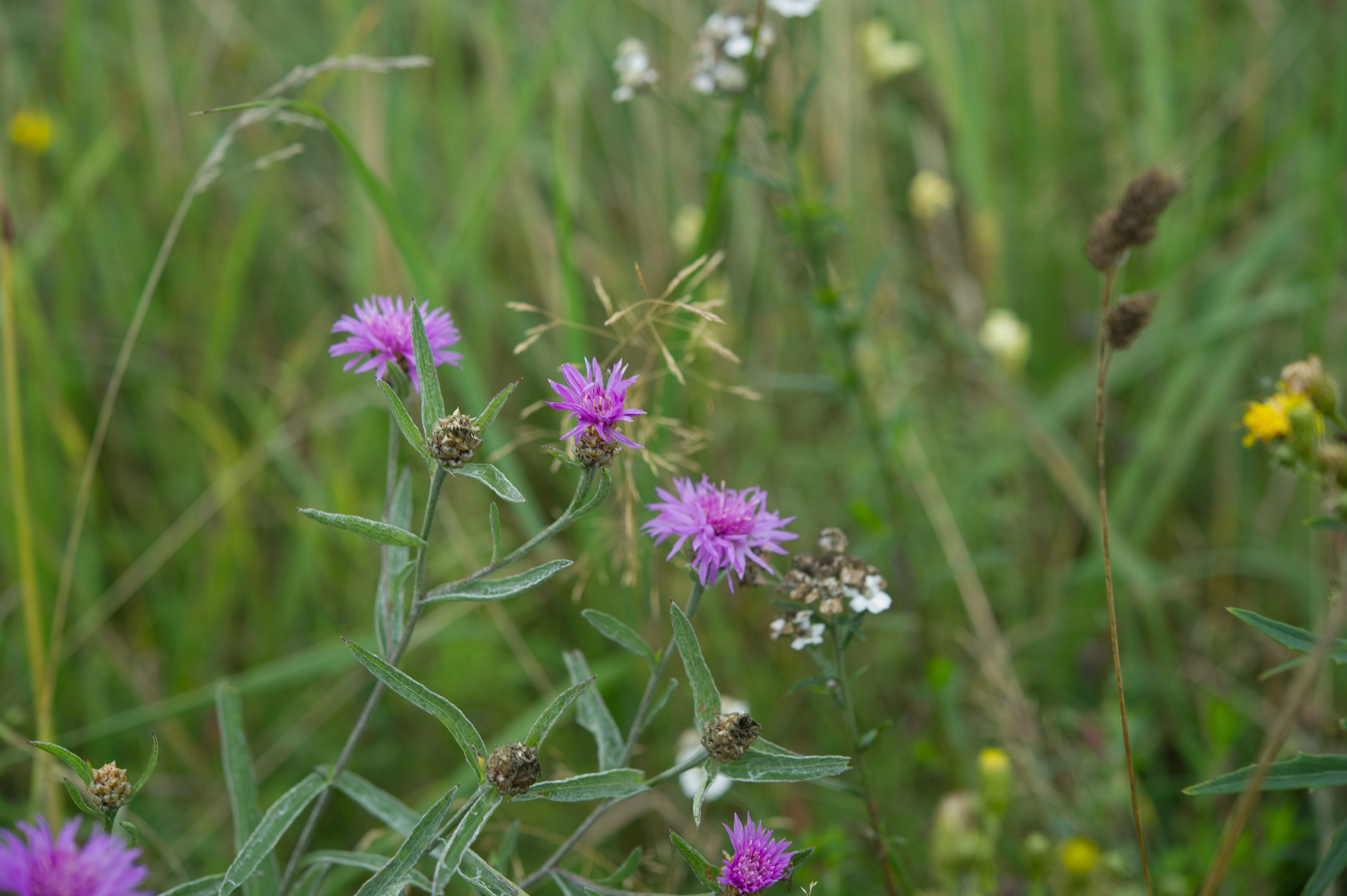 : Centaurea jacea.