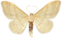 : Idaea straminata.