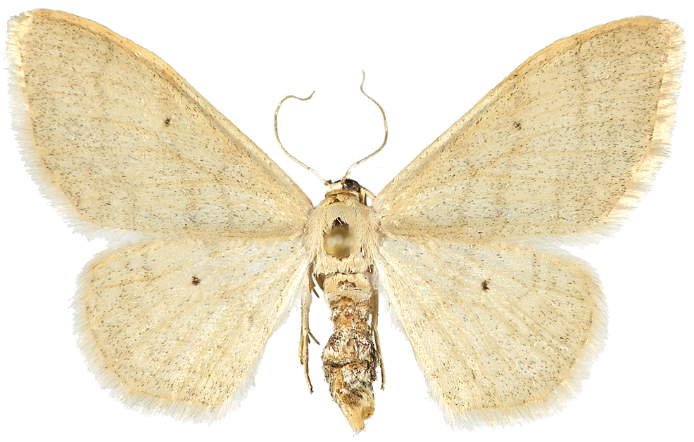 : Idaea straminata.