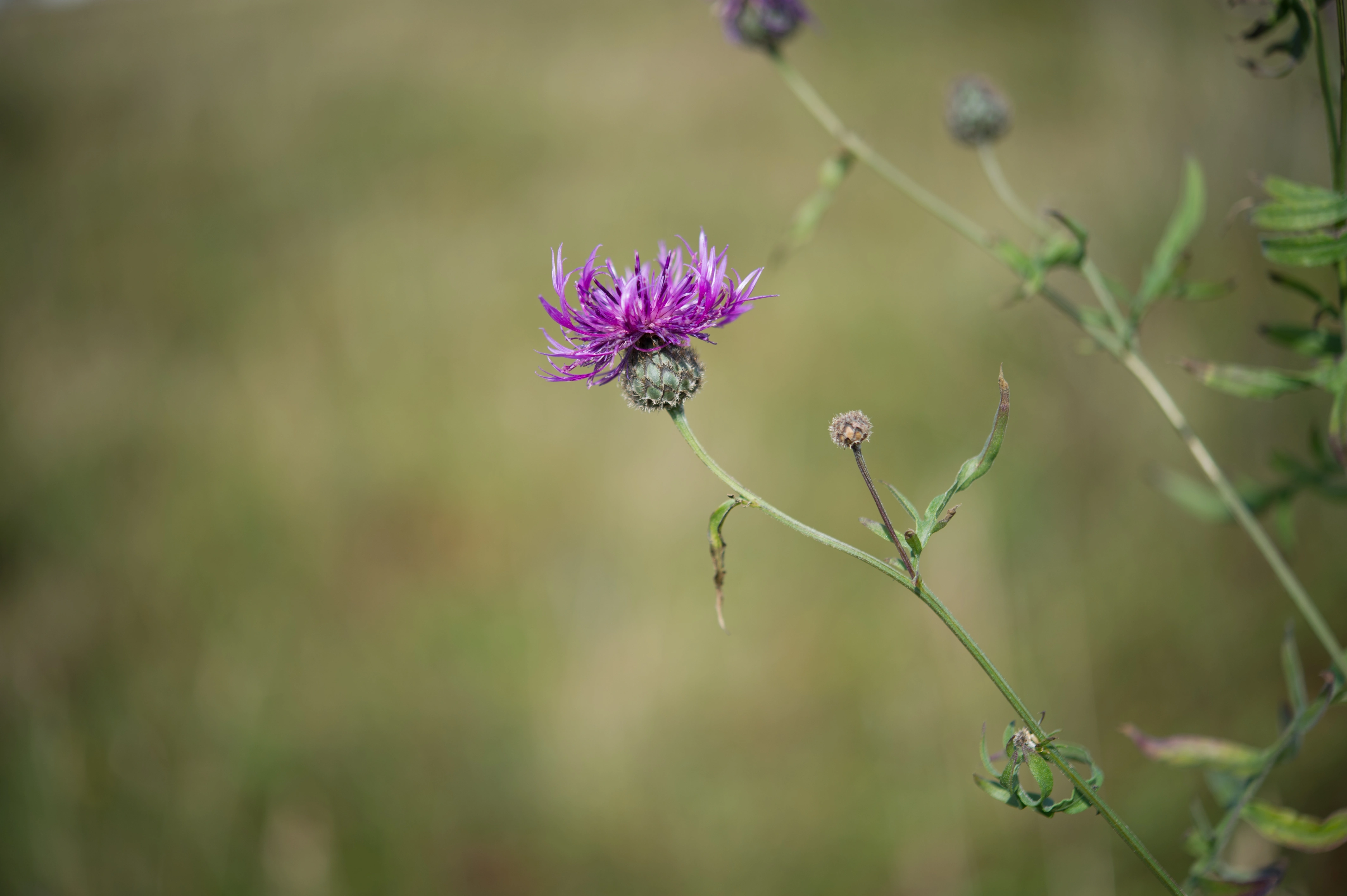 : Centaurea scabiosa.