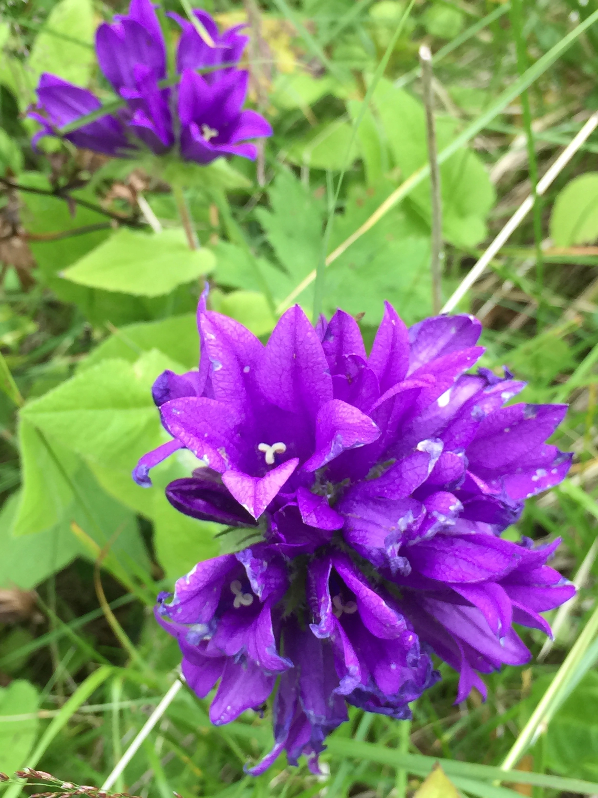 : Campanula glomerata 'Superba'.