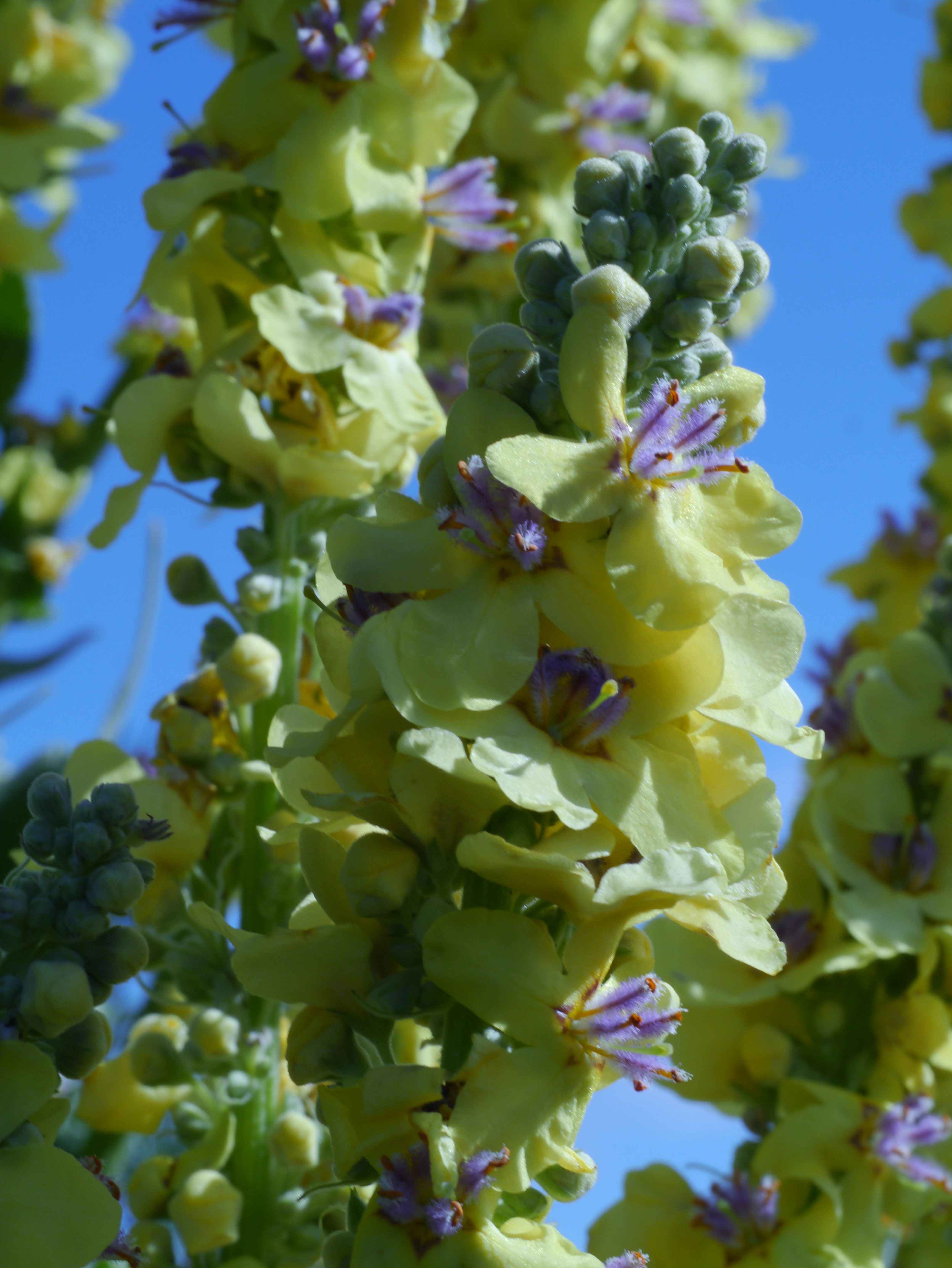 : Verbascum densiflorum.