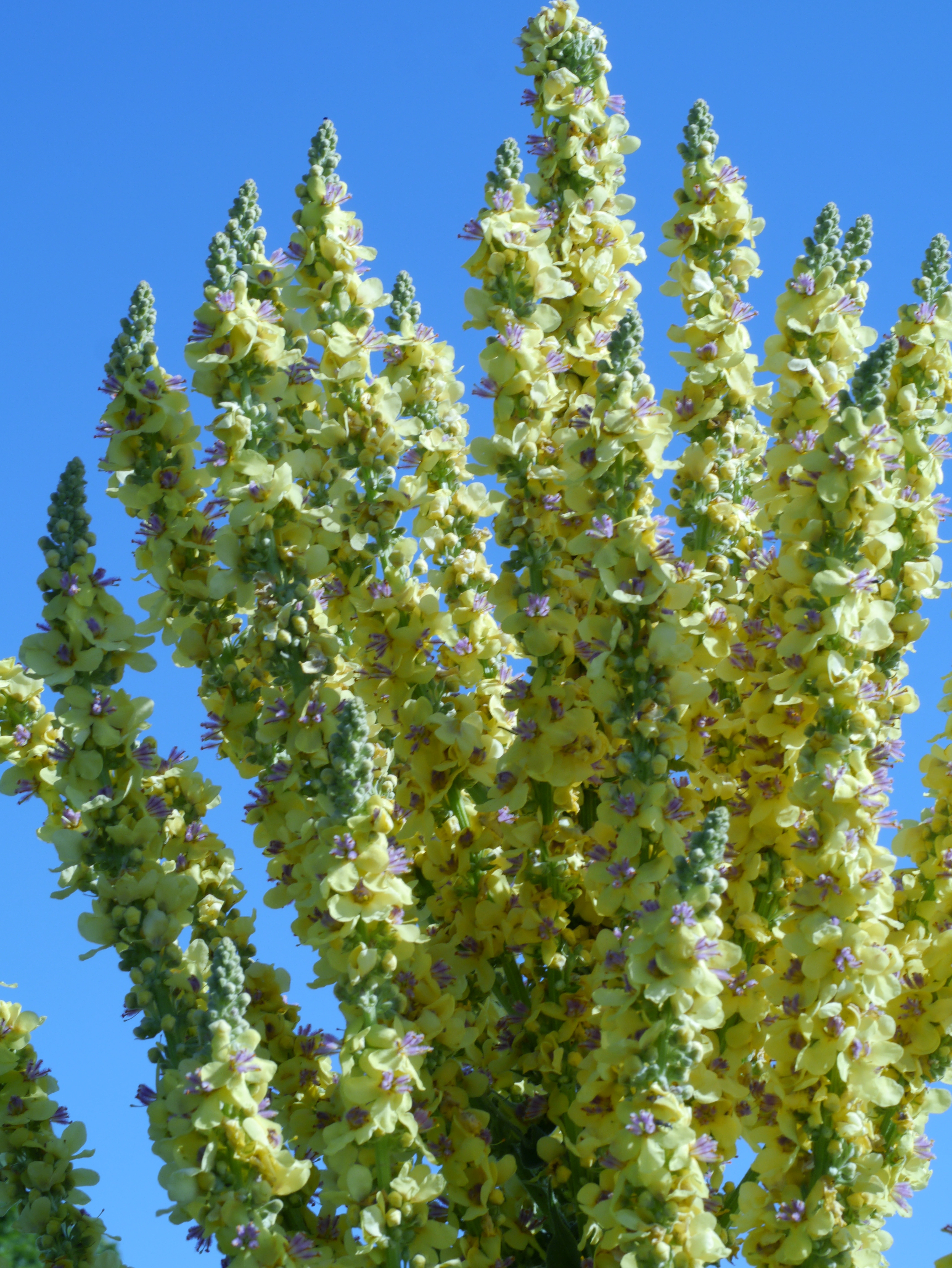 : Verbascum densiflorum.