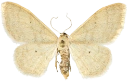 : Idaea straminata.