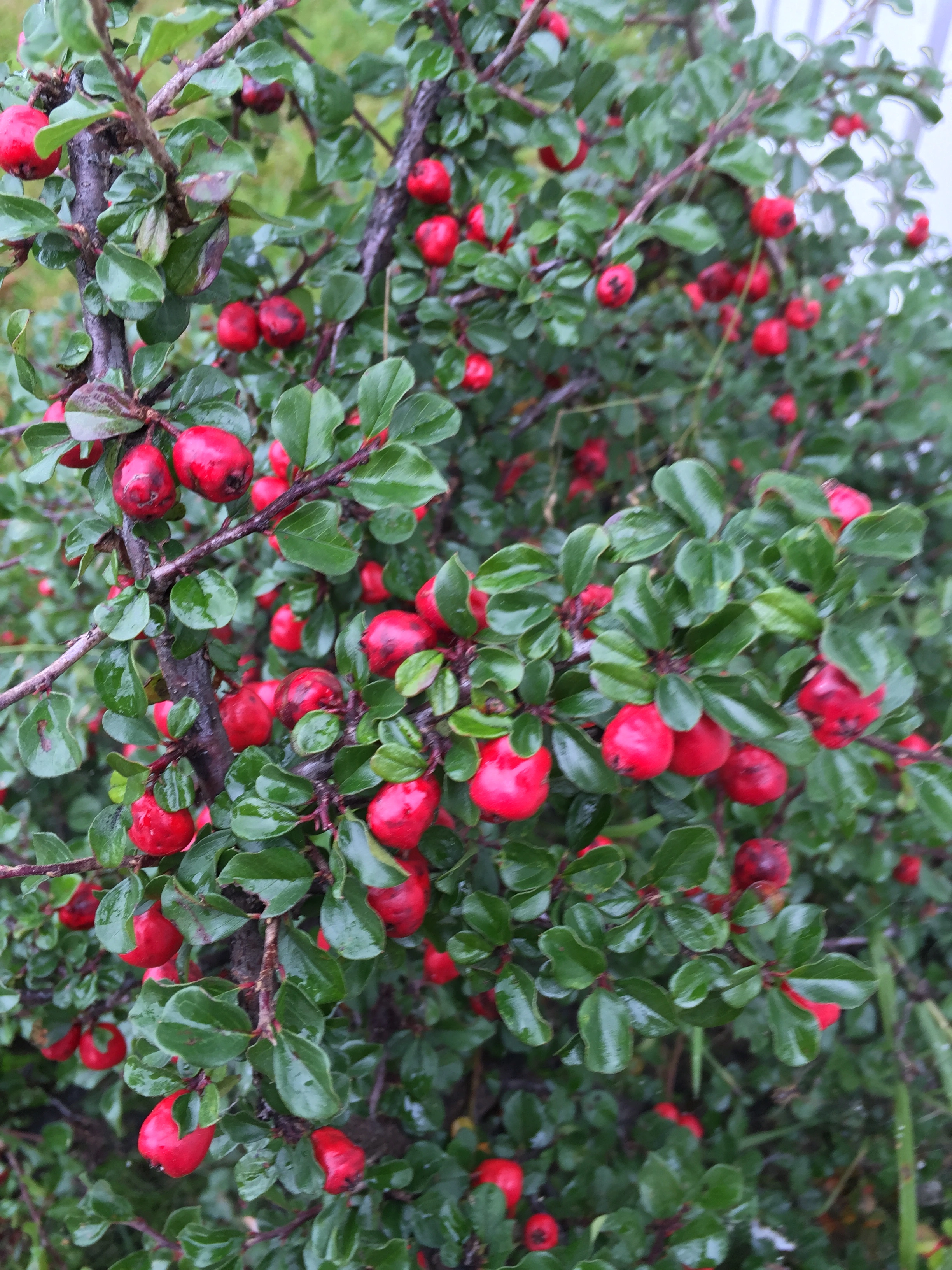 : Cotoneaster rotundifolius.