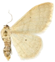 : Idaea straminata.