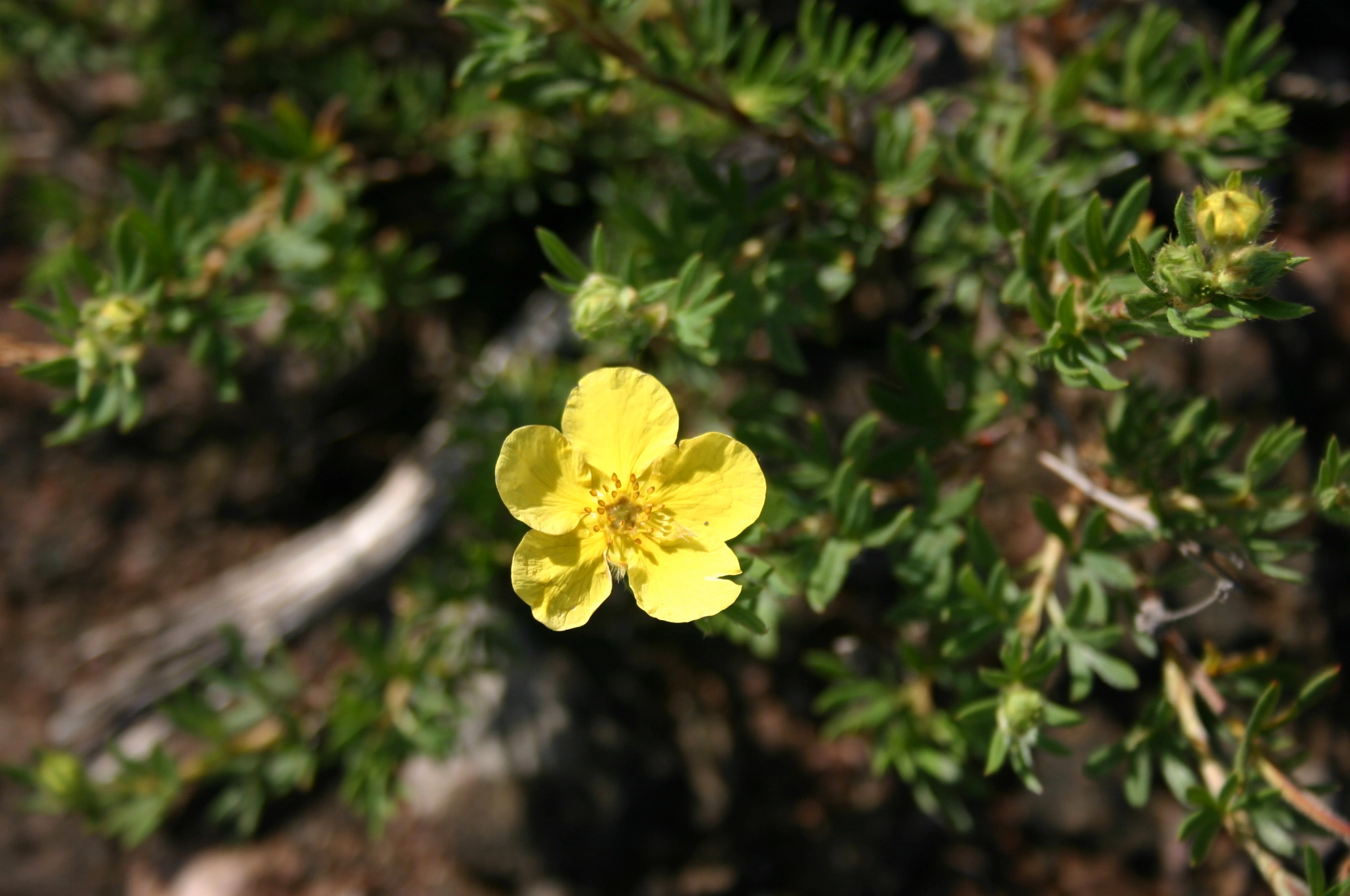 : Dasiphora fruticosa.