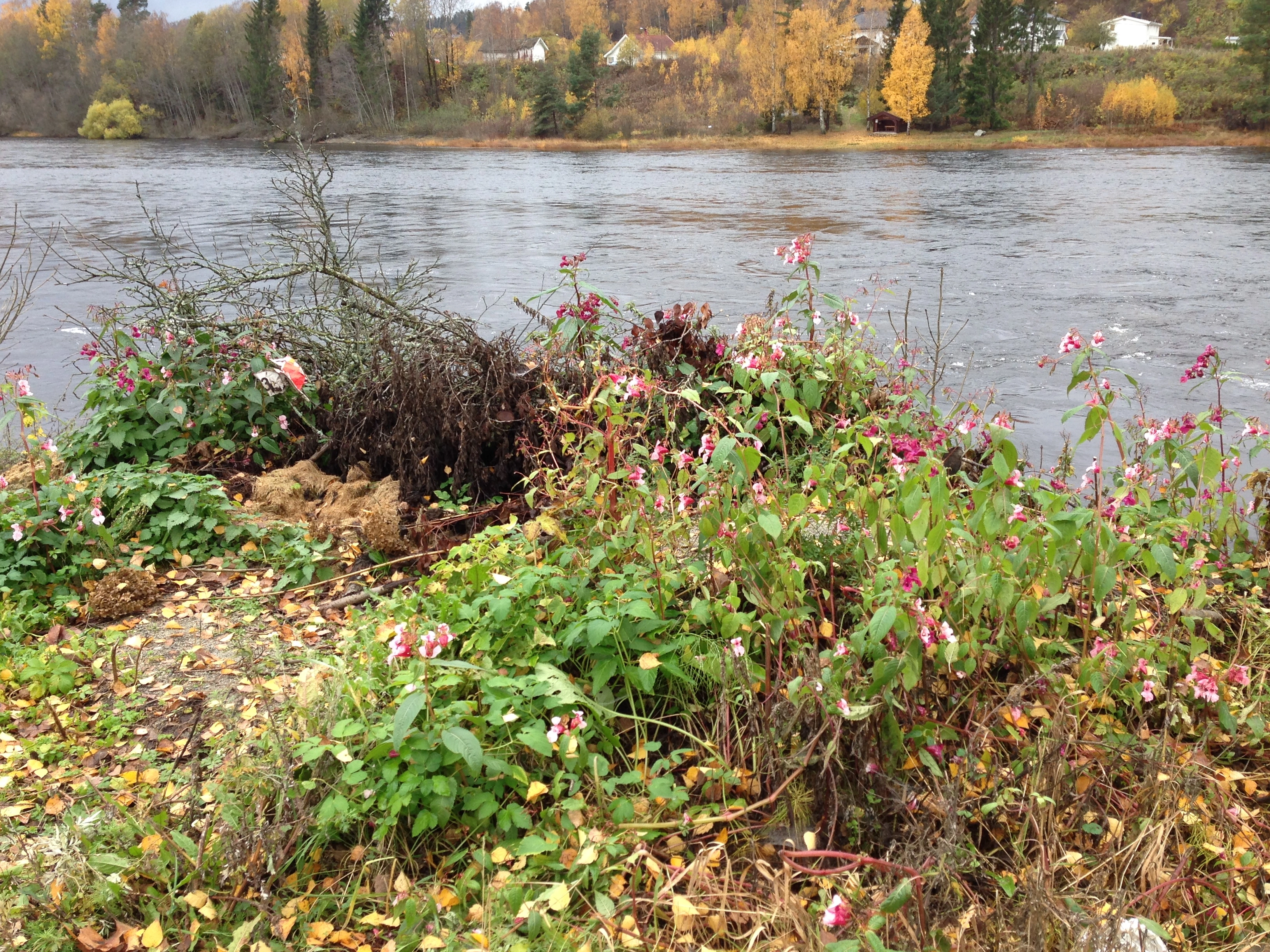 : Impatiens glandulifera.