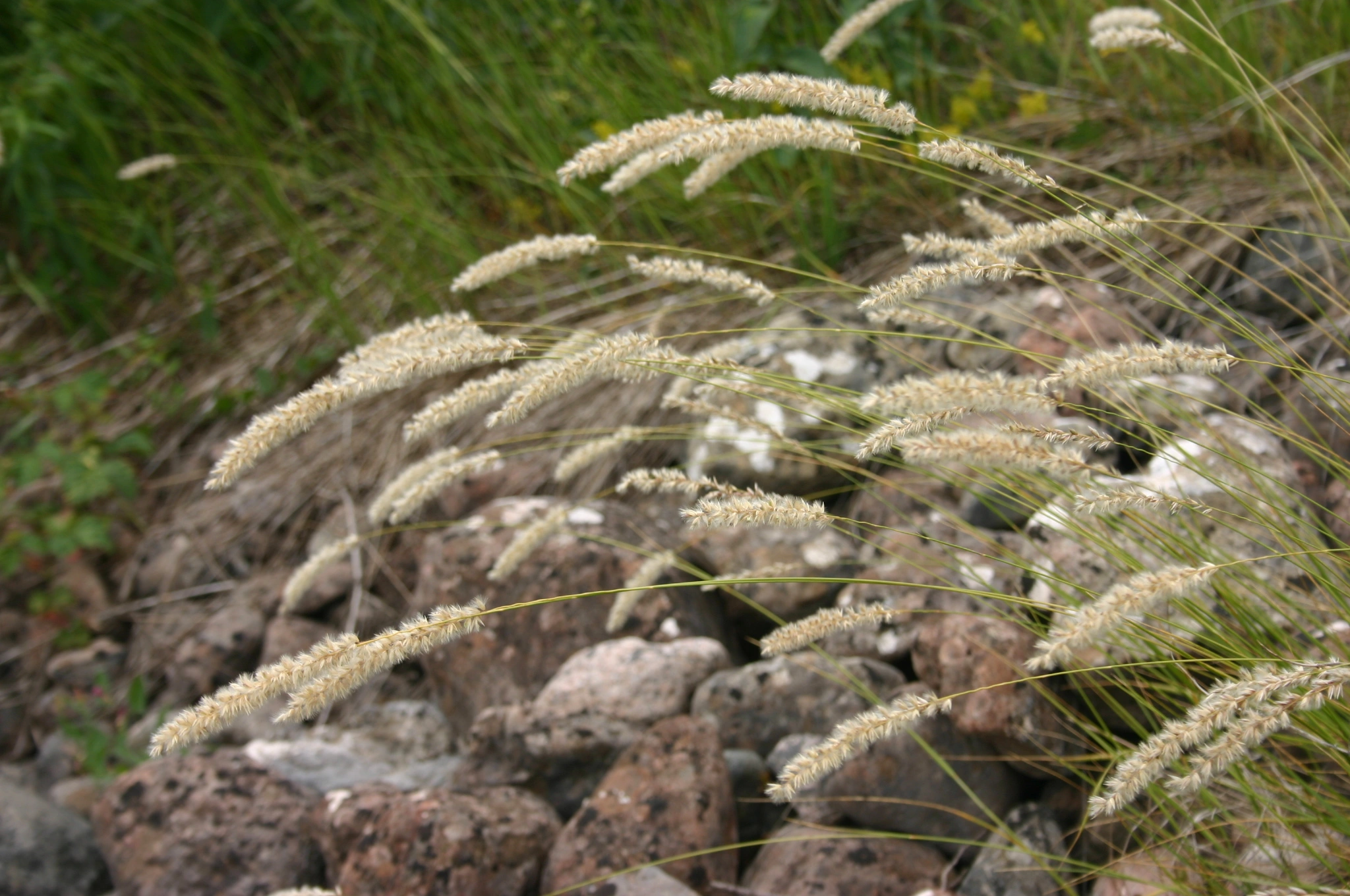 : Melica ciliata.