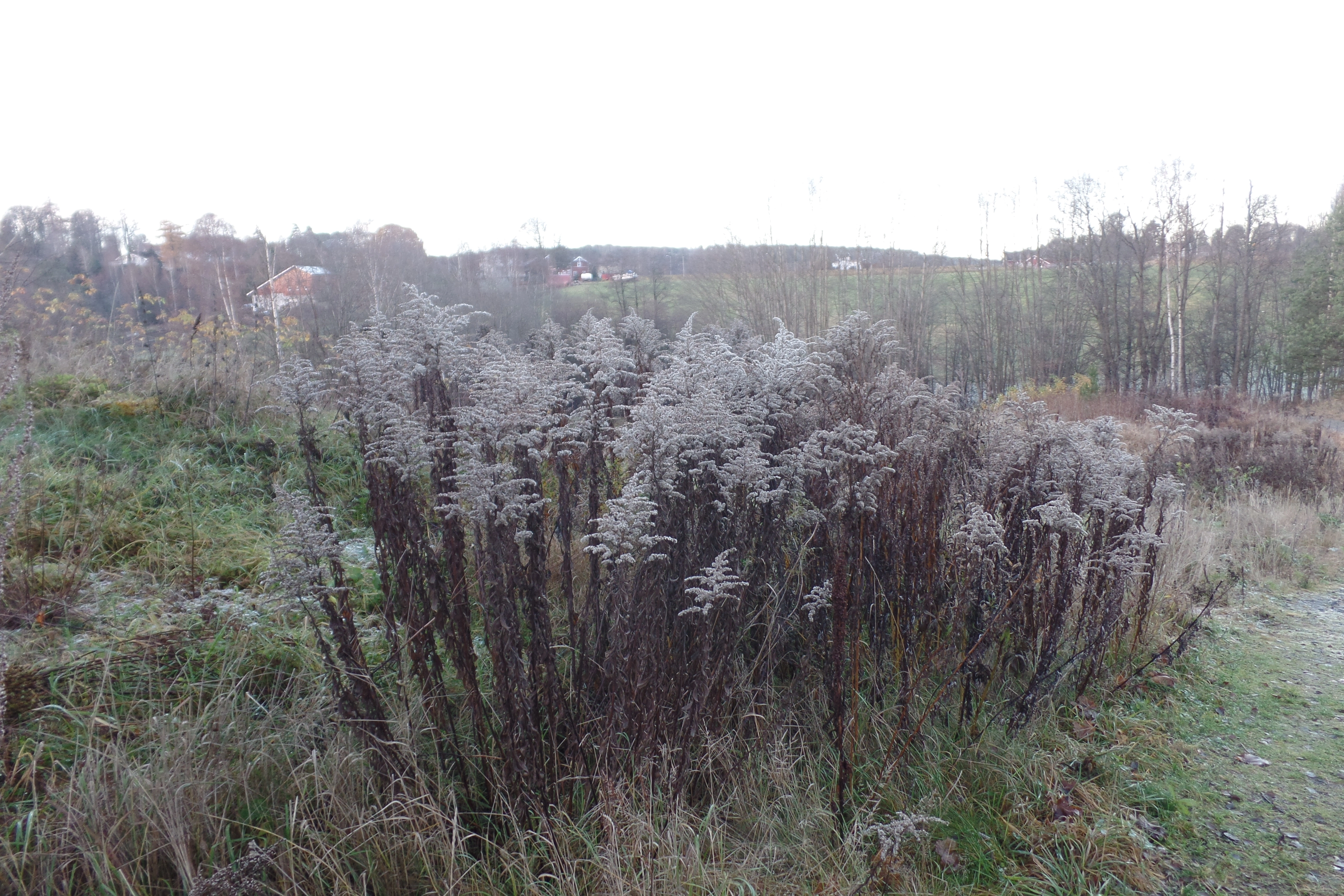 : Solidago canadensis.