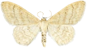 : Idaea deversaria.