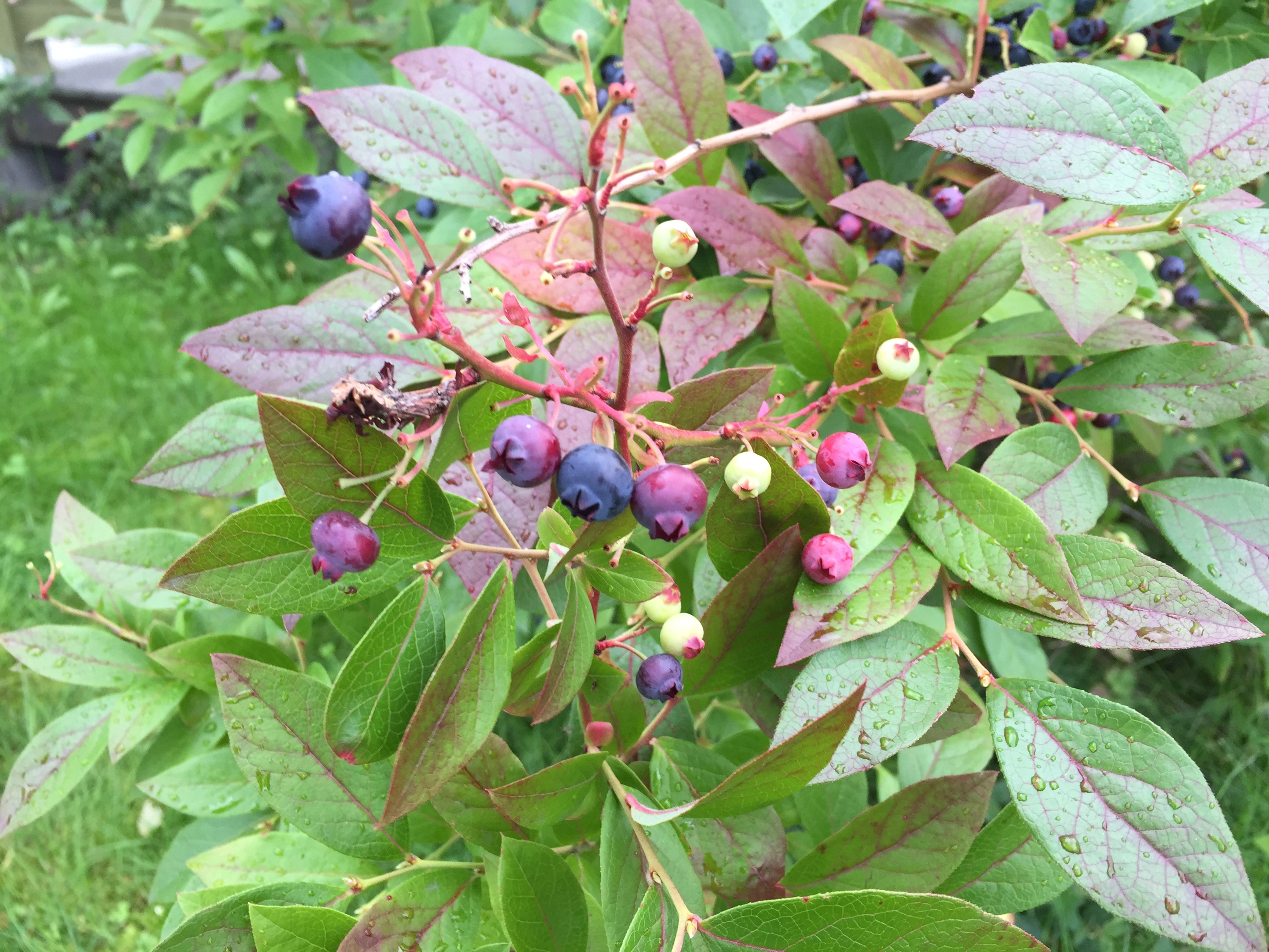 : Vaccinium corymbosum.