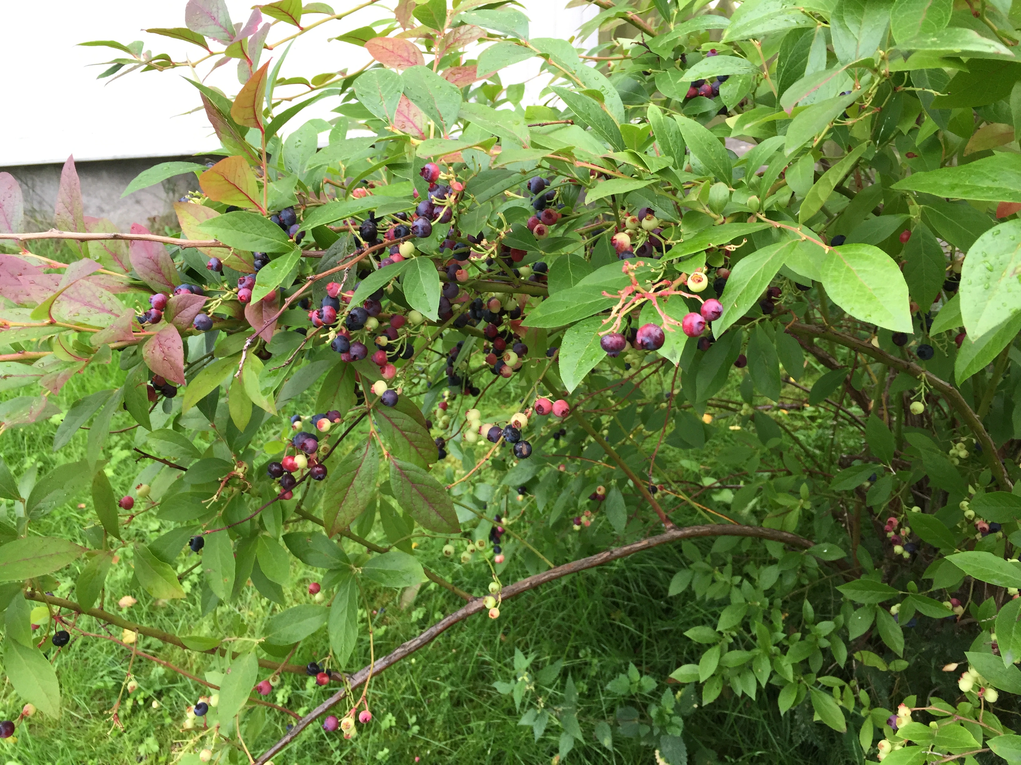 : Vaccinium corymbosum.