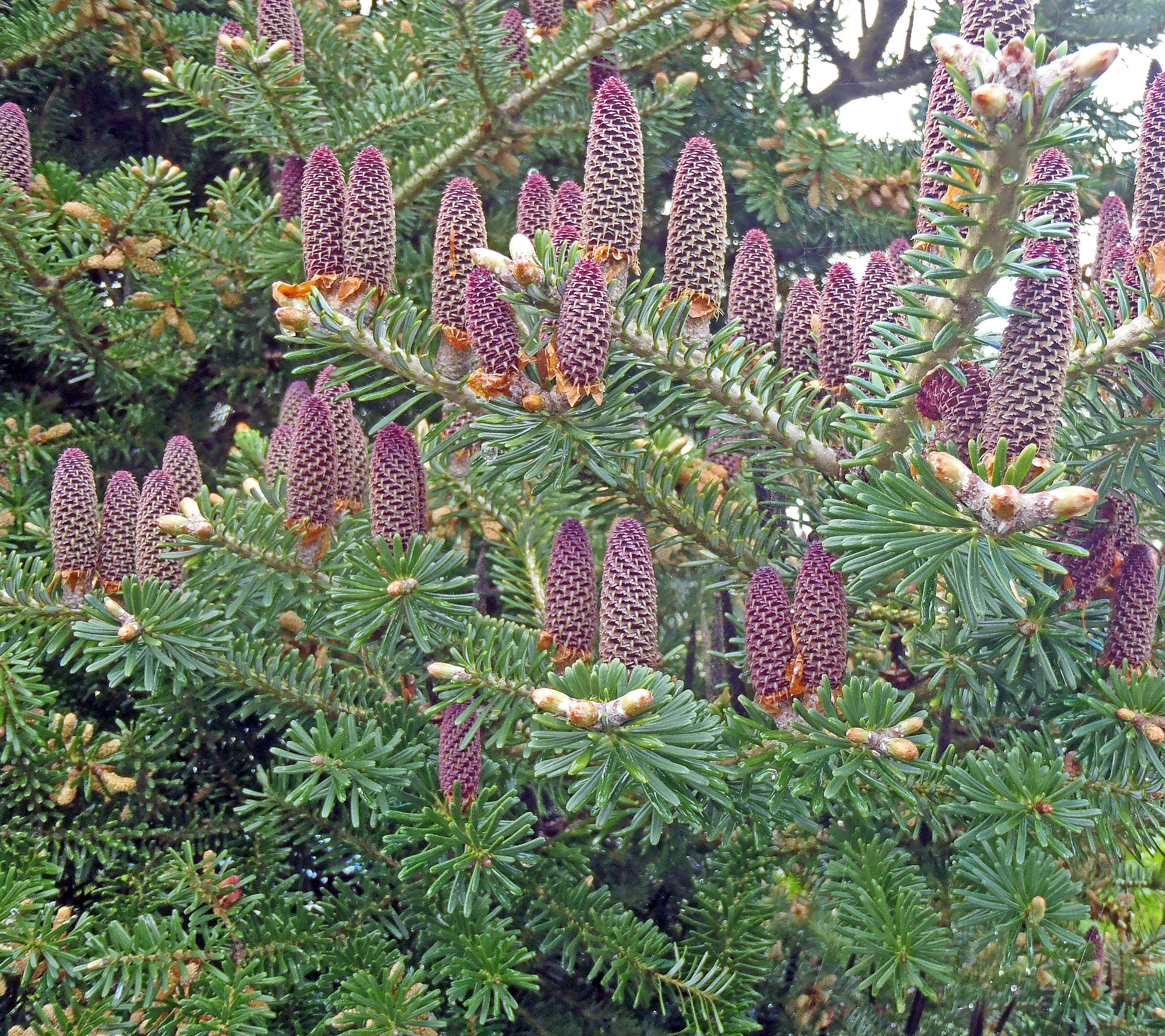 : Abies koreana.