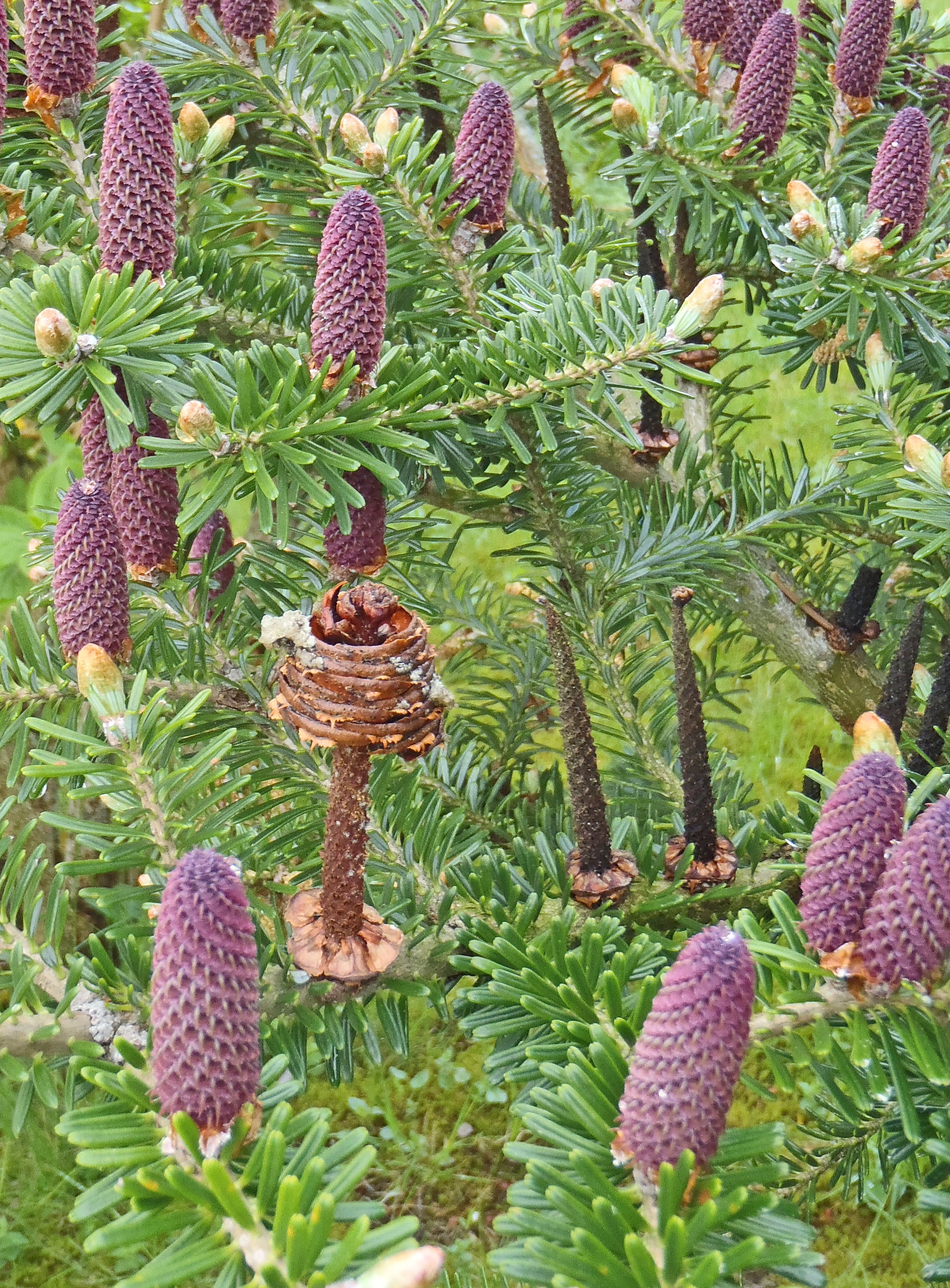 : Abies koreana.