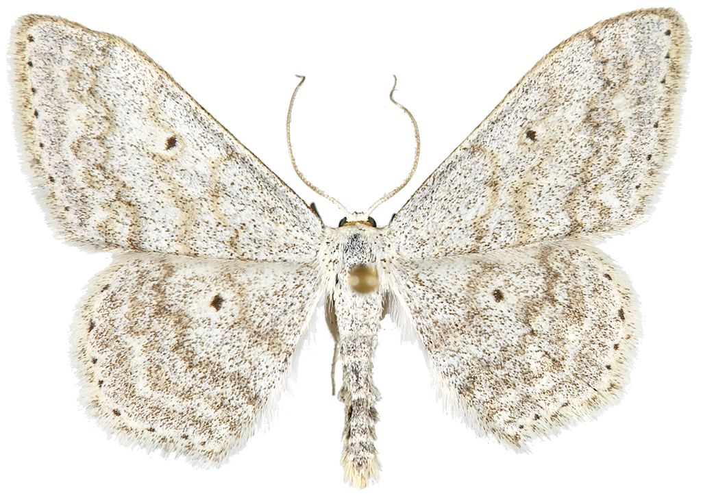 : Scopula incanata.