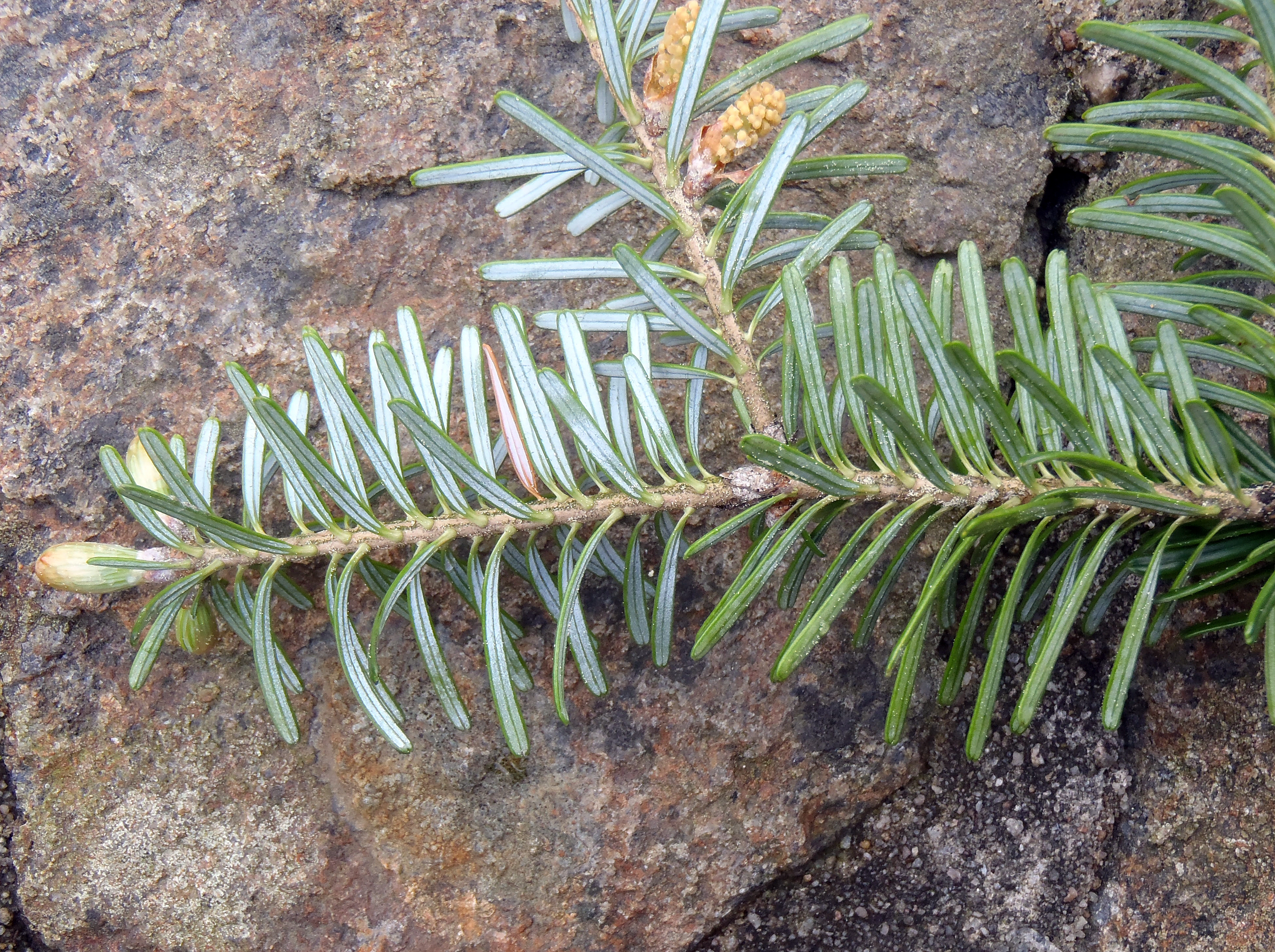 : Abies koreana.