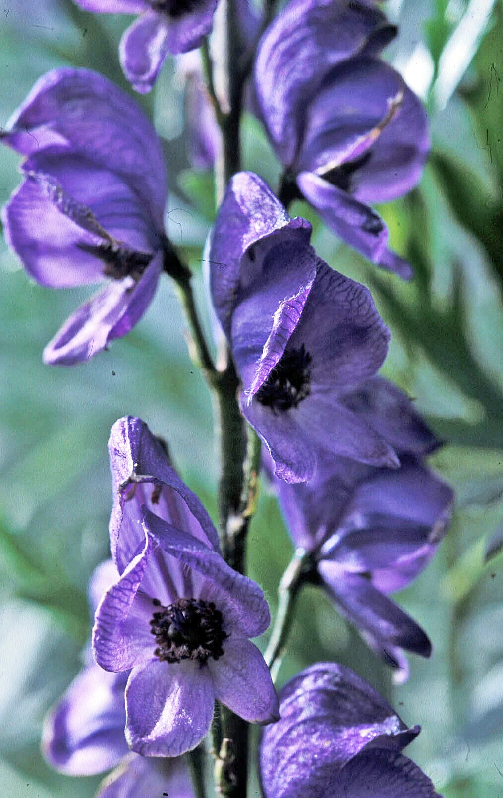 : Aconitum ×cammarum.