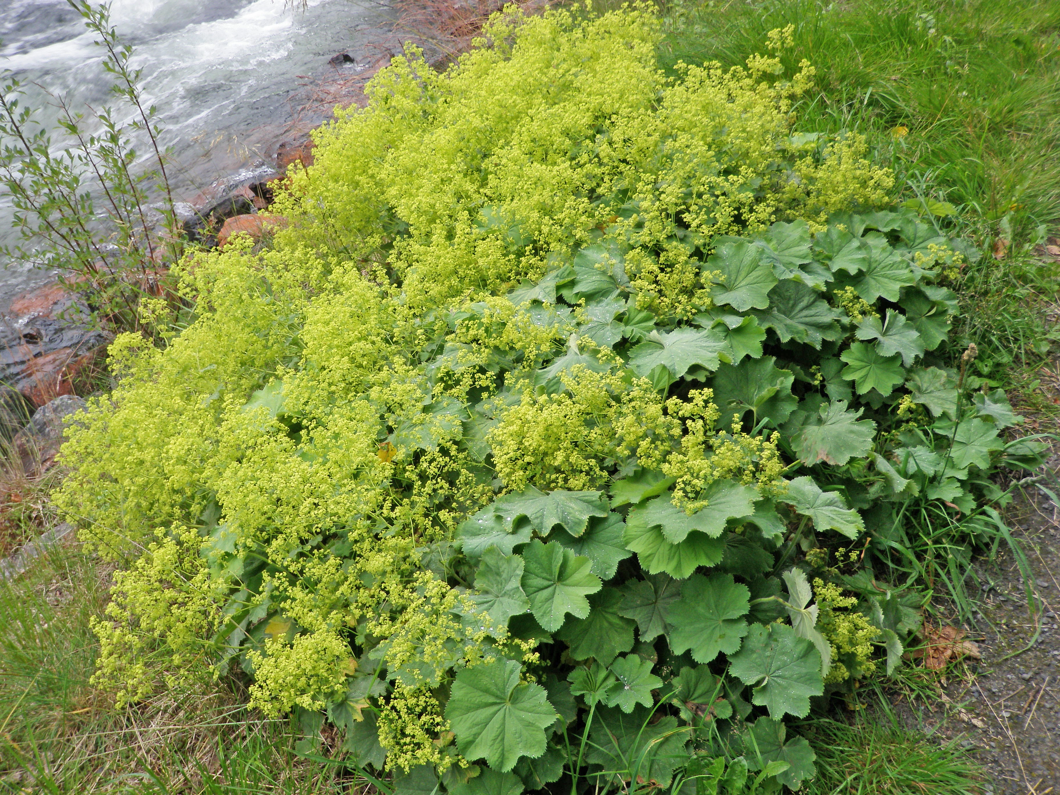 : Alchemilla mollis.