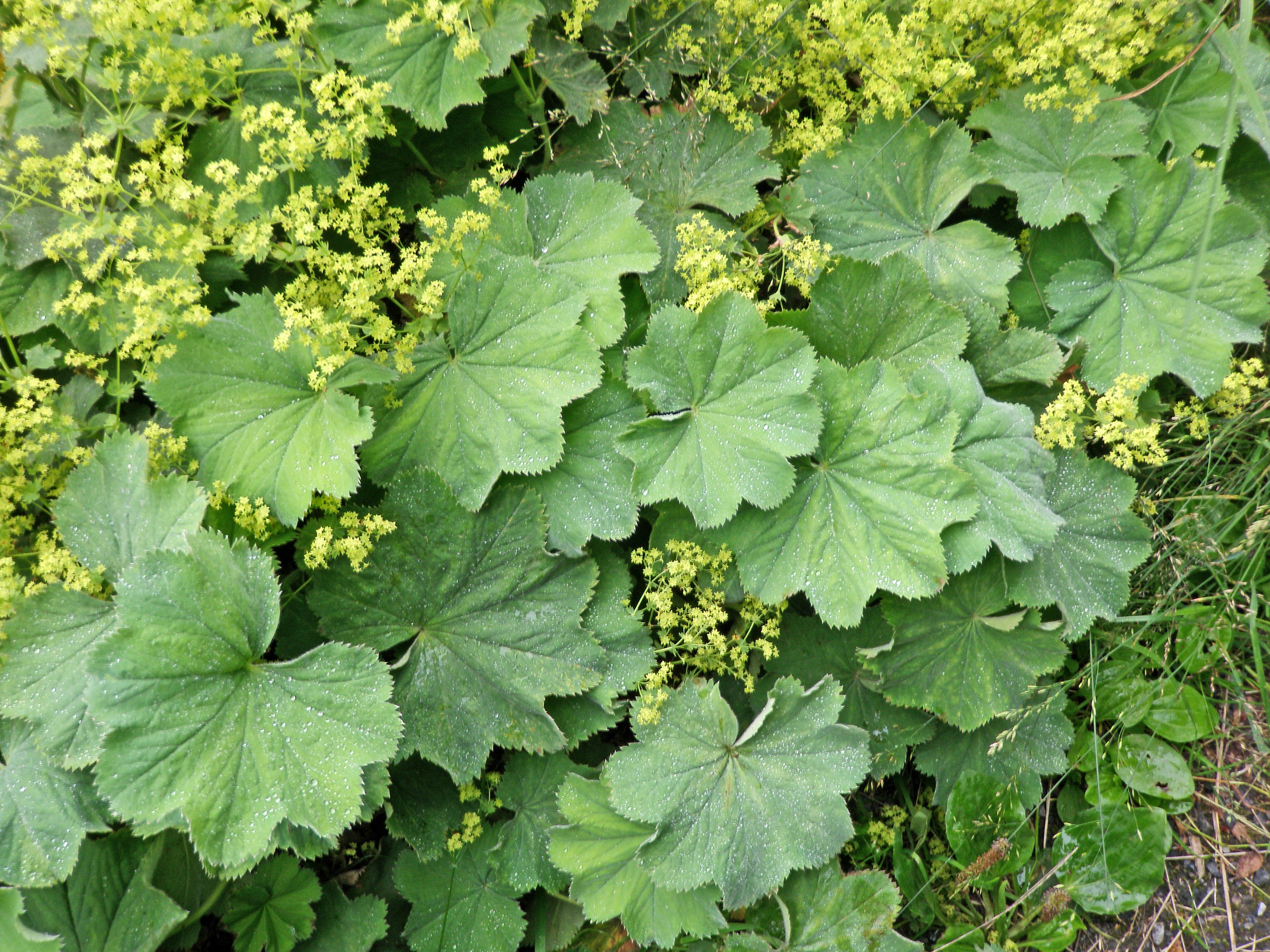 : Alchemilla mollis.