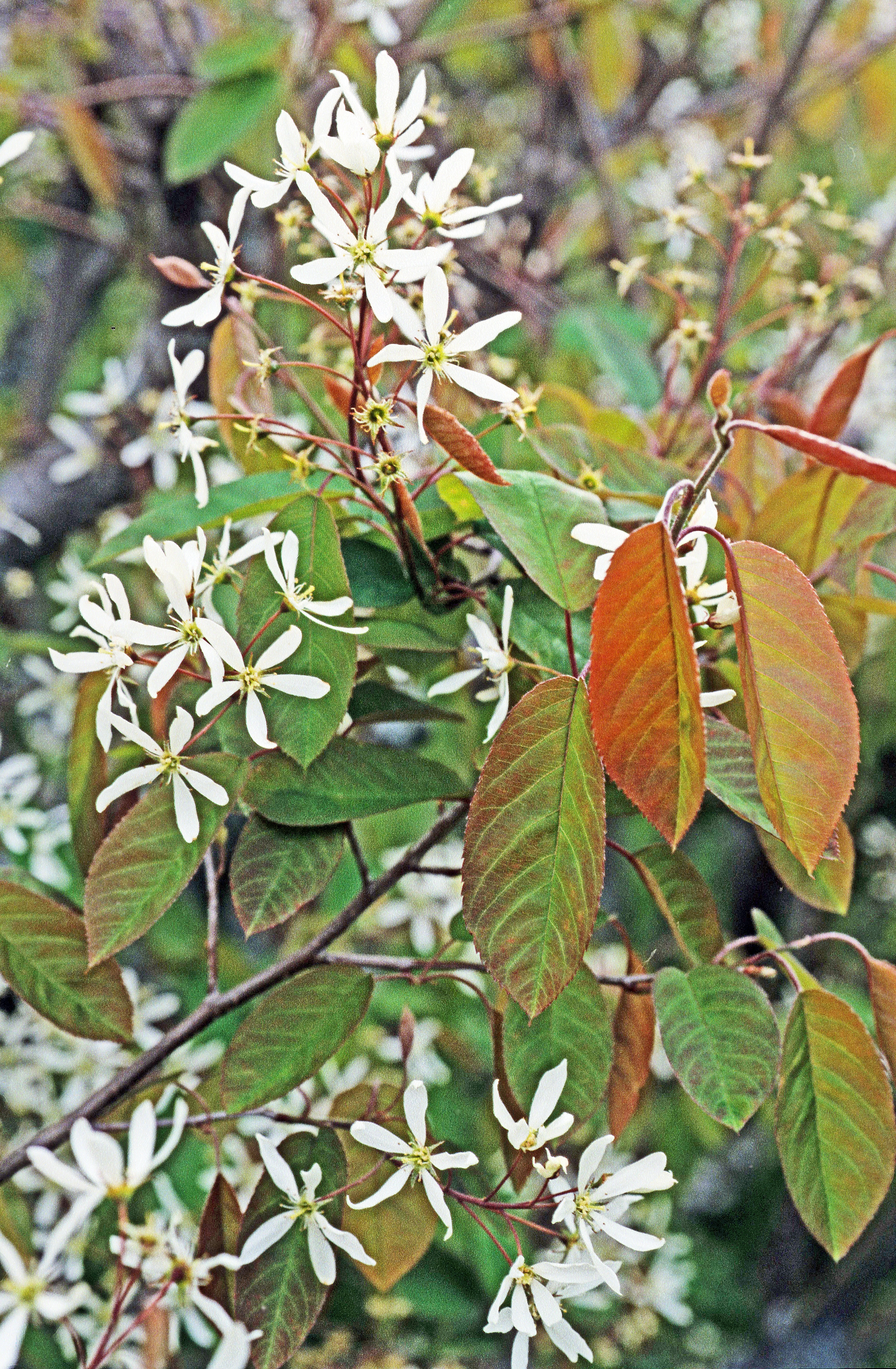 : Amelanchier lamarckii.