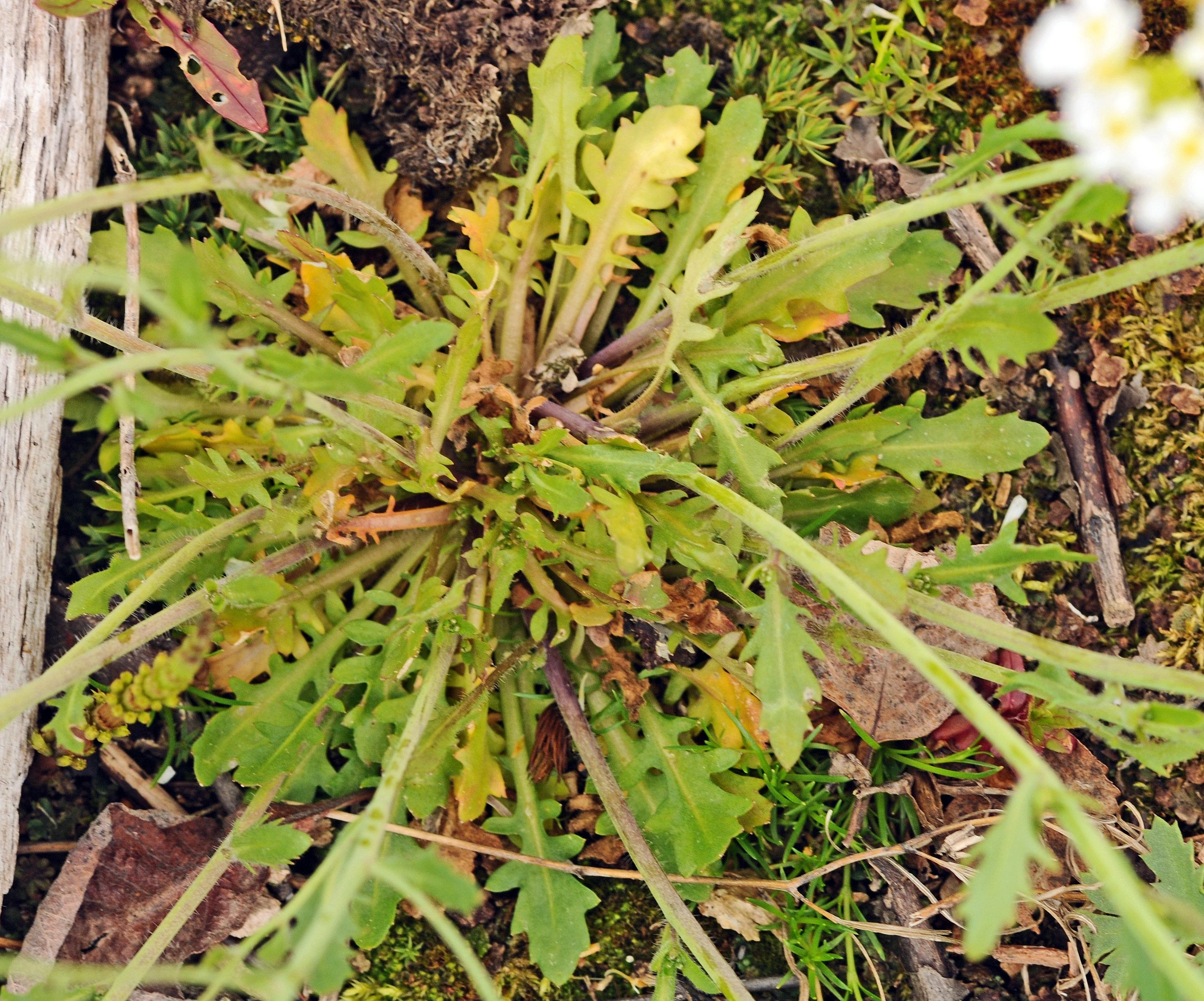 : Arabidopsis arenosa.