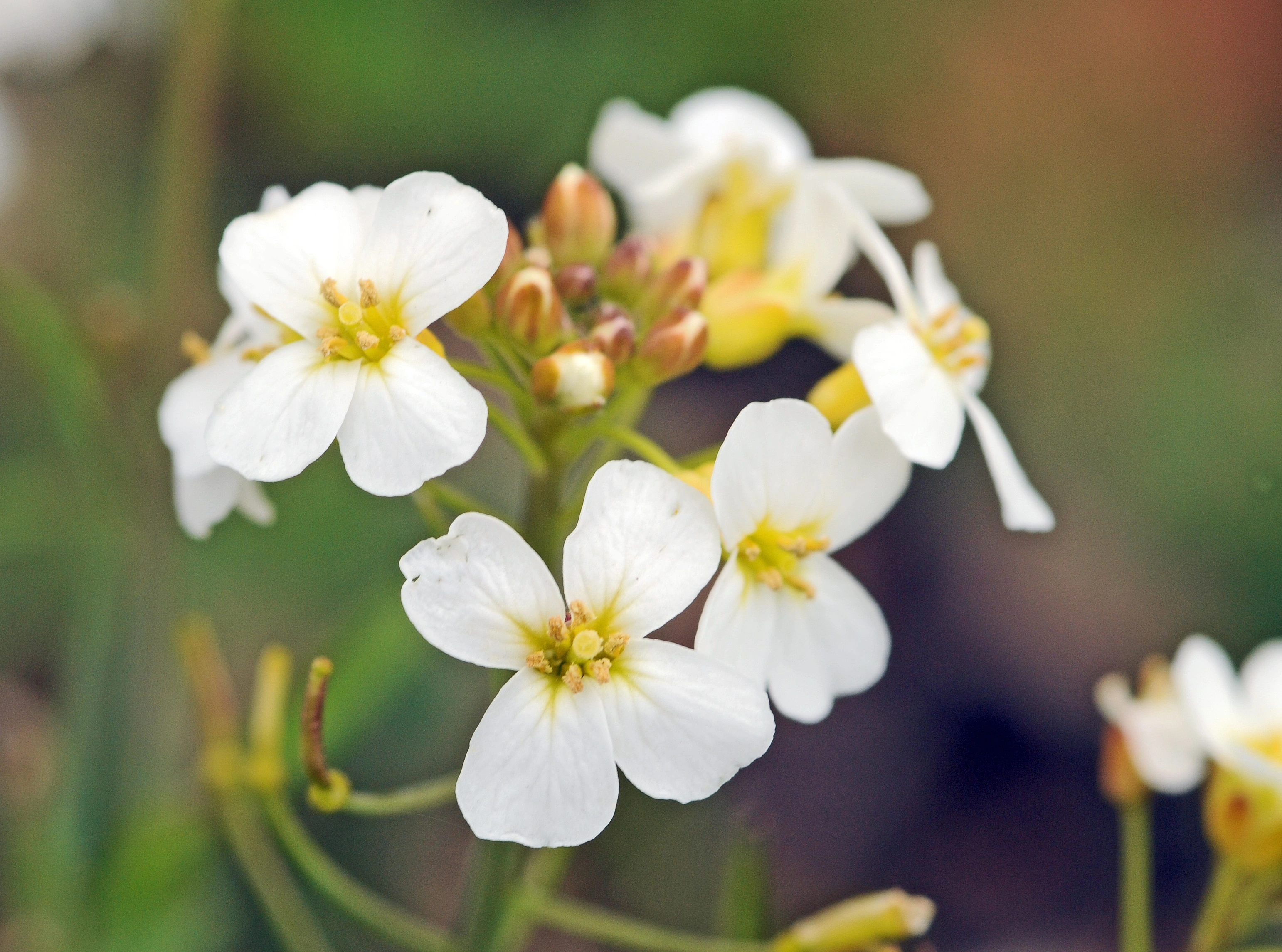 : Arabidopsis arenosa.