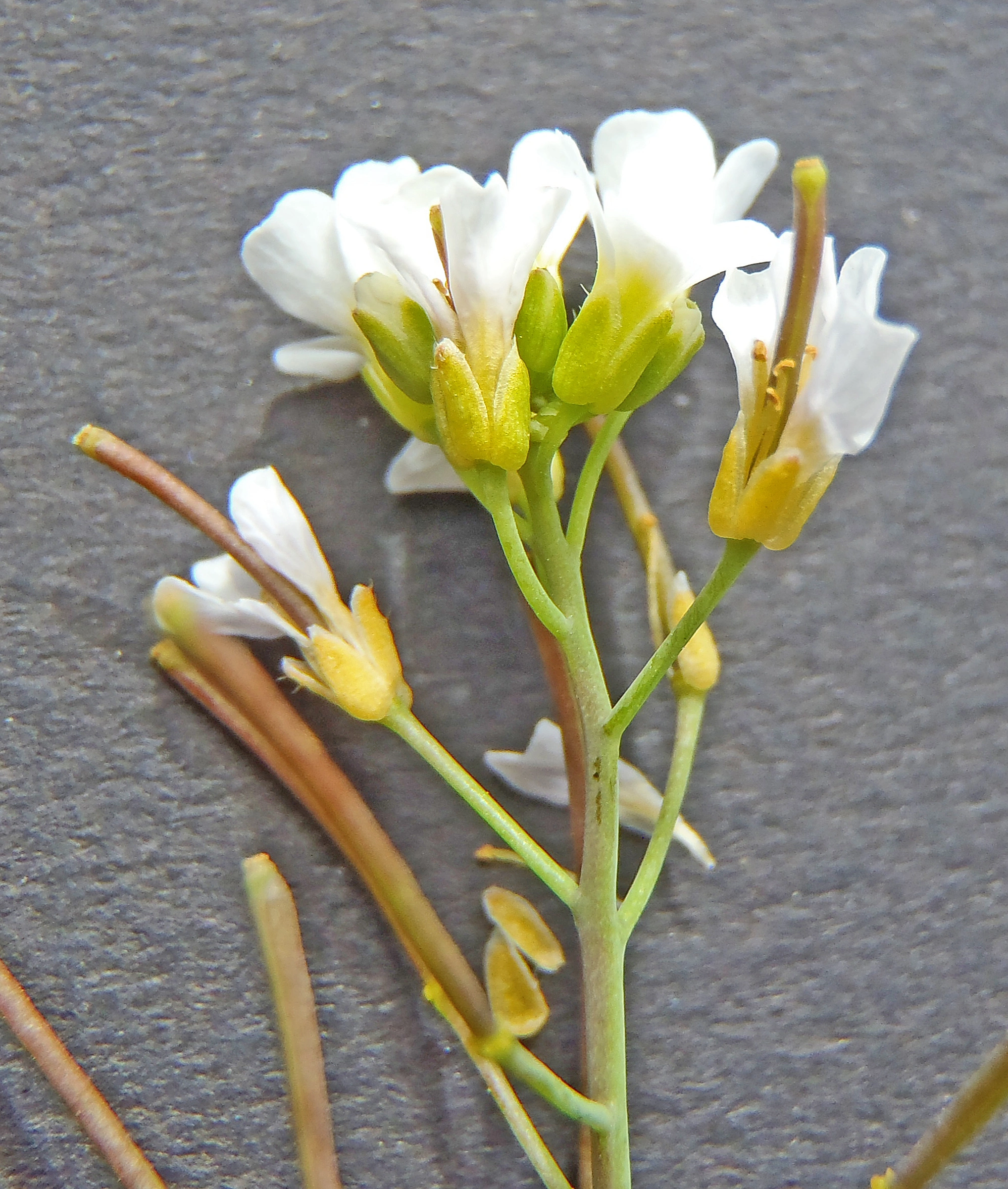 : Arabidopsis suecica.