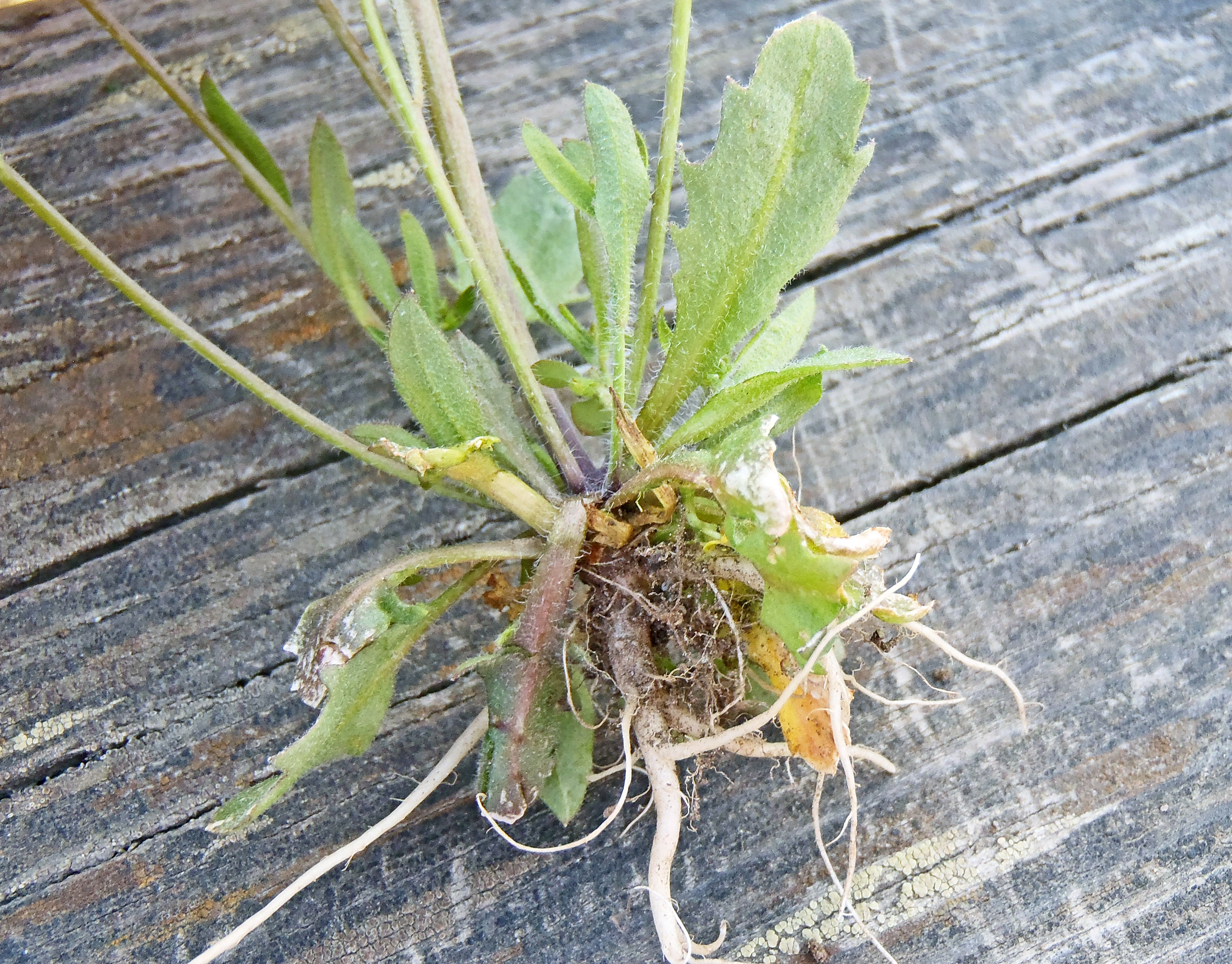 : Arabidopsis suecica.