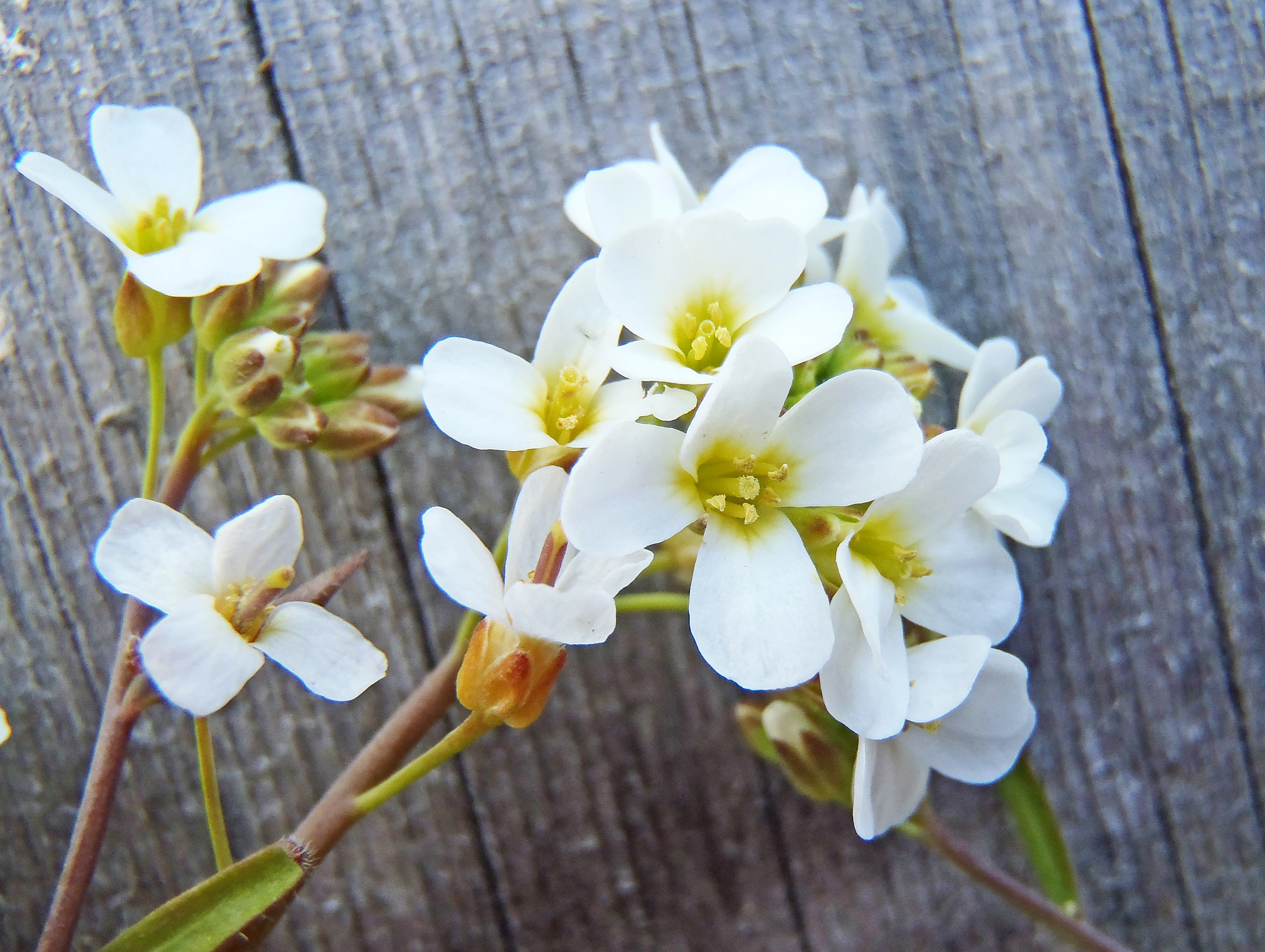 : Arabidopsis suecica.