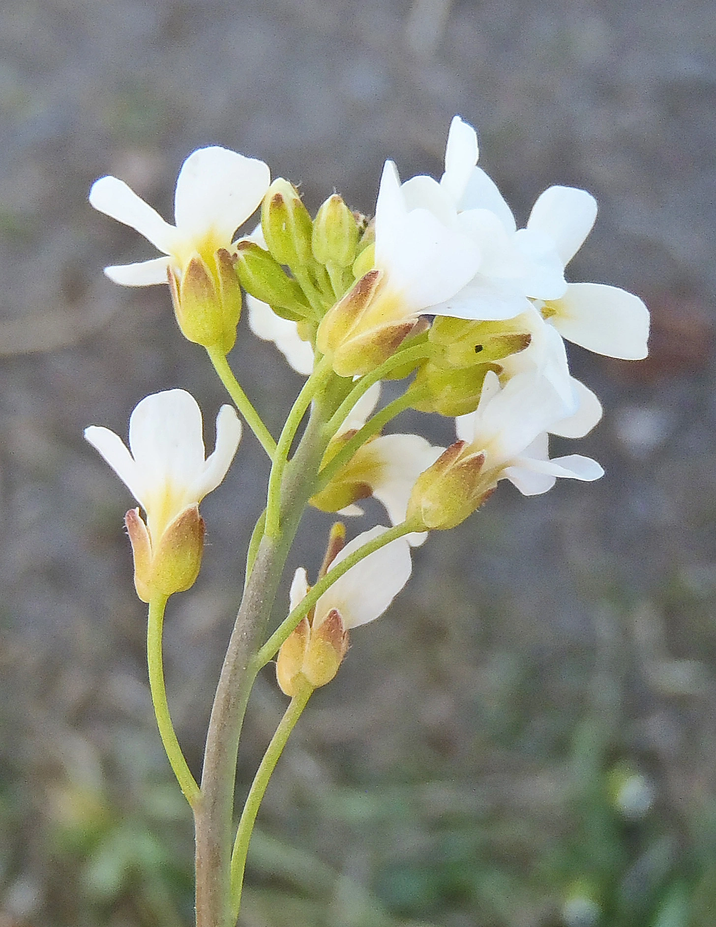 : Arabidopsis suecica.