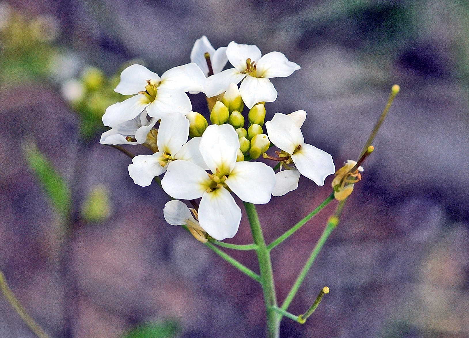 : Arabidopsis suecica.