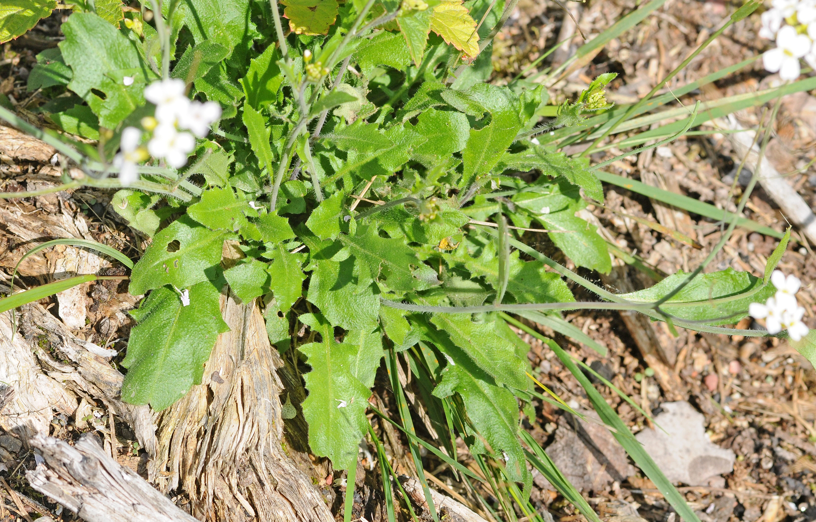 : Arabidopsis suecica.