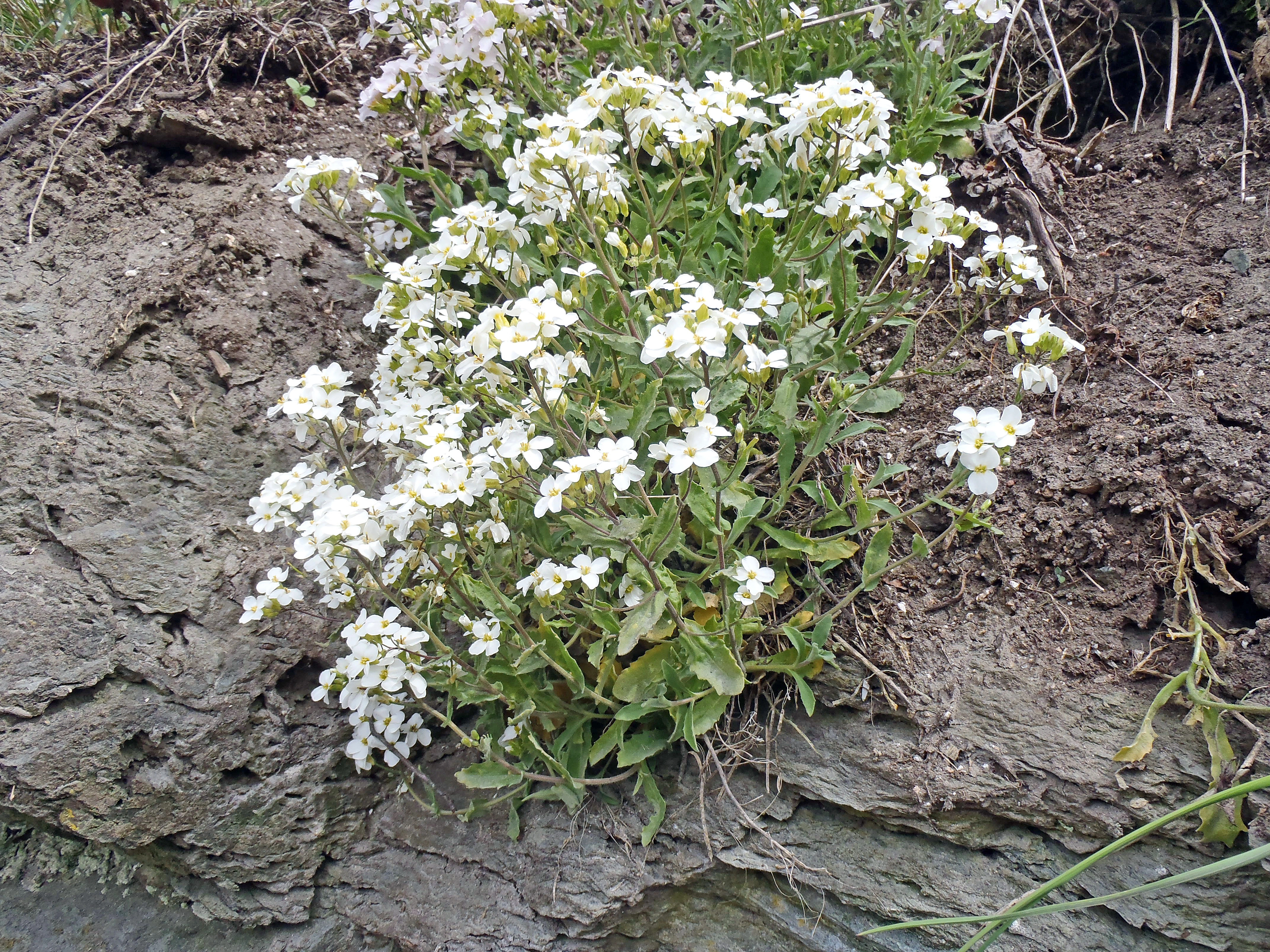 : Arabis caucasica.